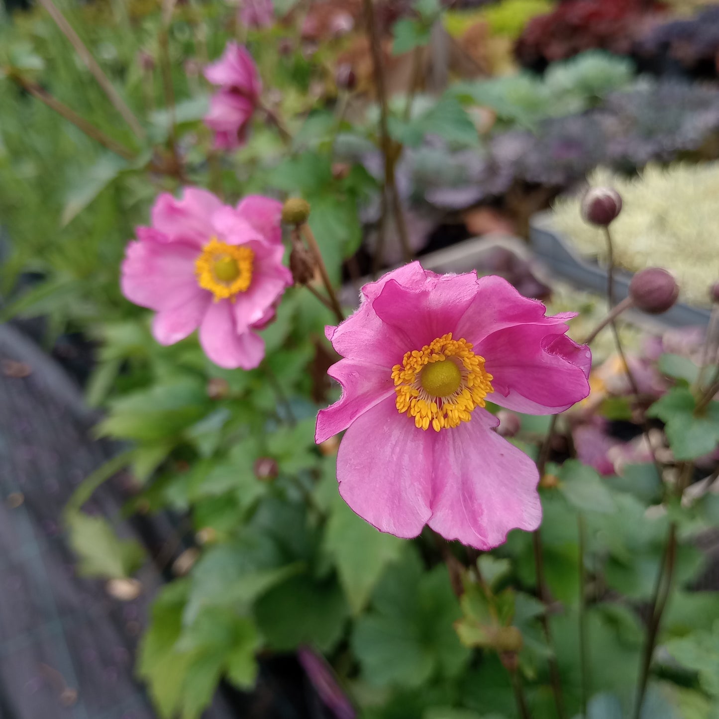 Zawilec (Anemone) "Serenade"