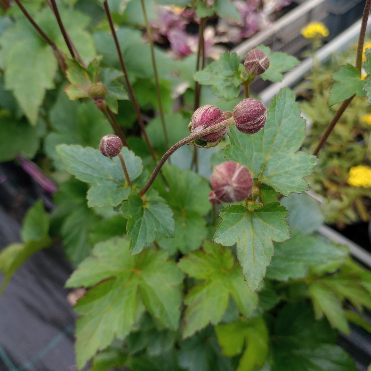 Zawilec (Anemone) "Serenade"