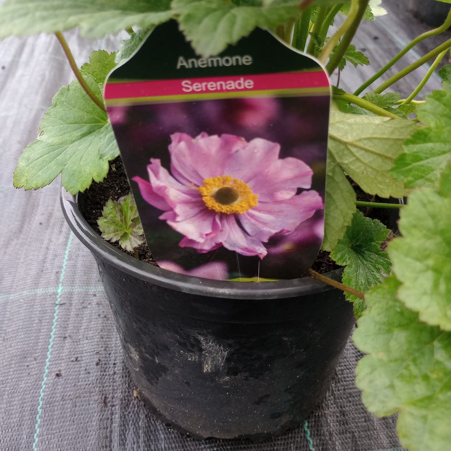 Zawilec (Anemone) "Serenade"