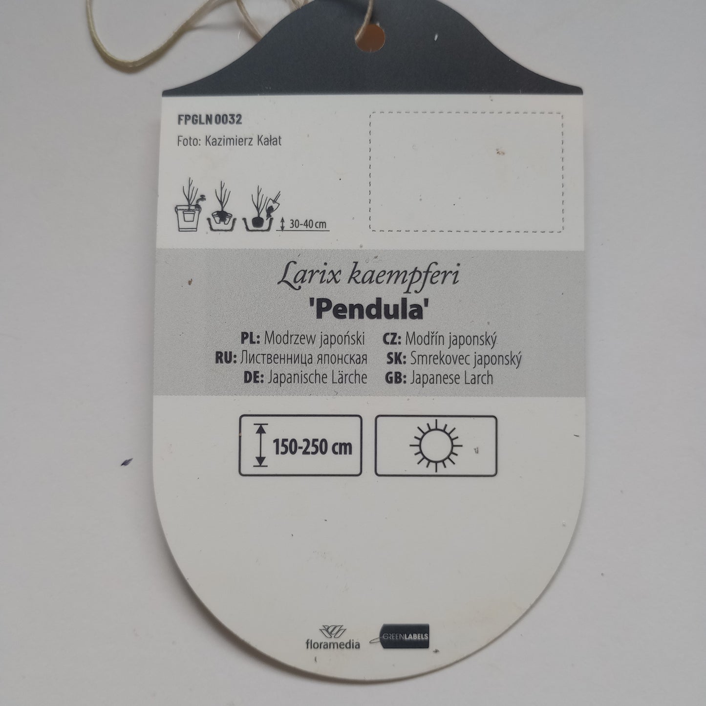 Modrzew japoński "Pendula" Larix kaempferi "Pendula"