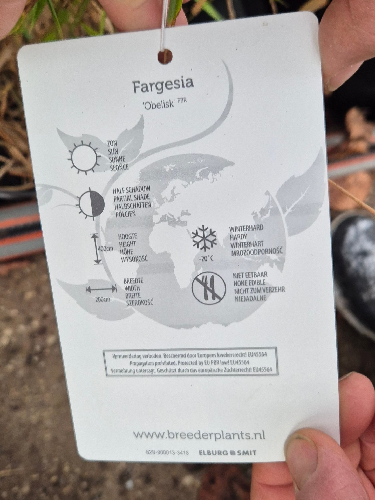 Bambus Fargezja 'Obelisk'