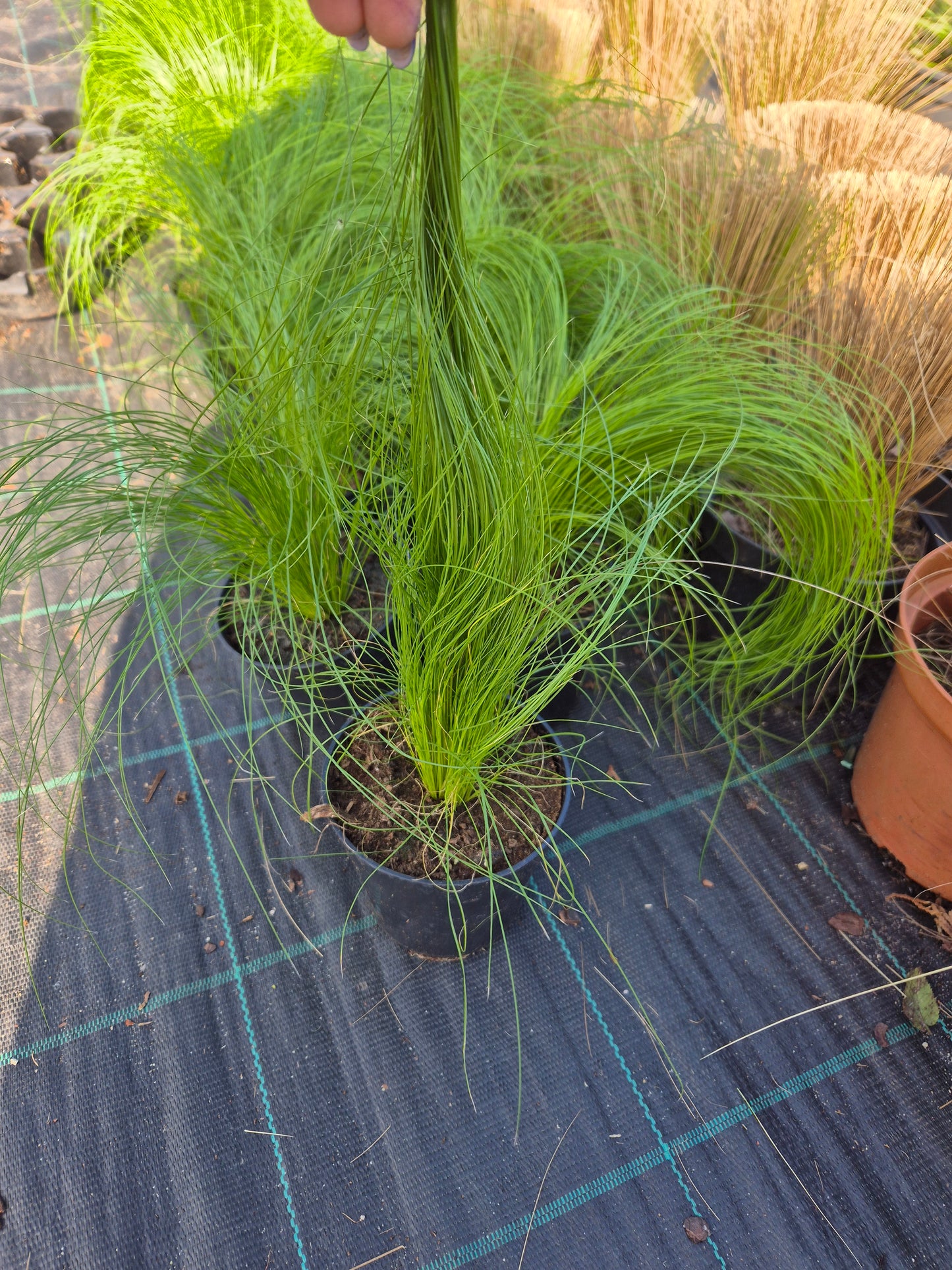 Stipa tenuissima "PONY TAILS”