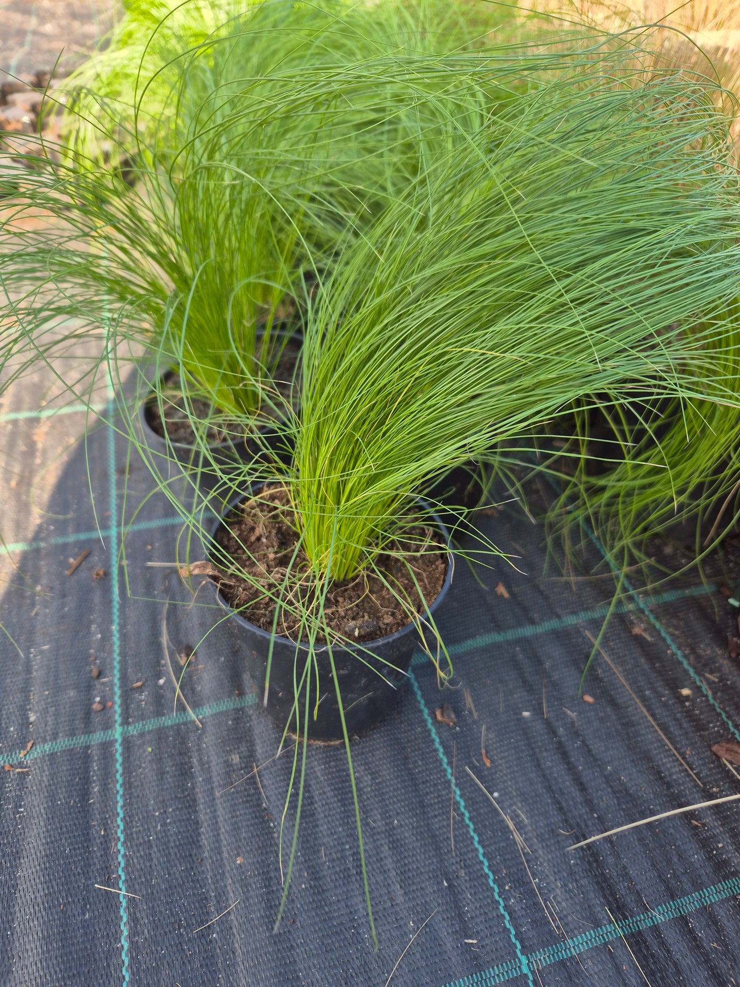 Stipa tenuissima "PONY TAILS”