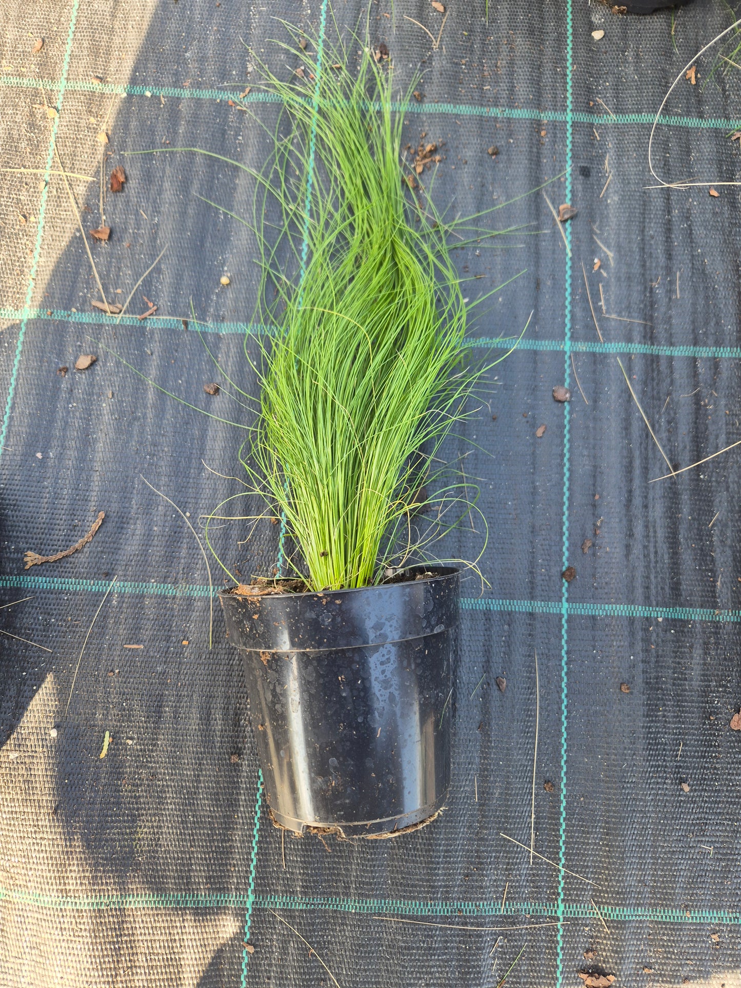 Stipa tenuissima "PONY TAILS”