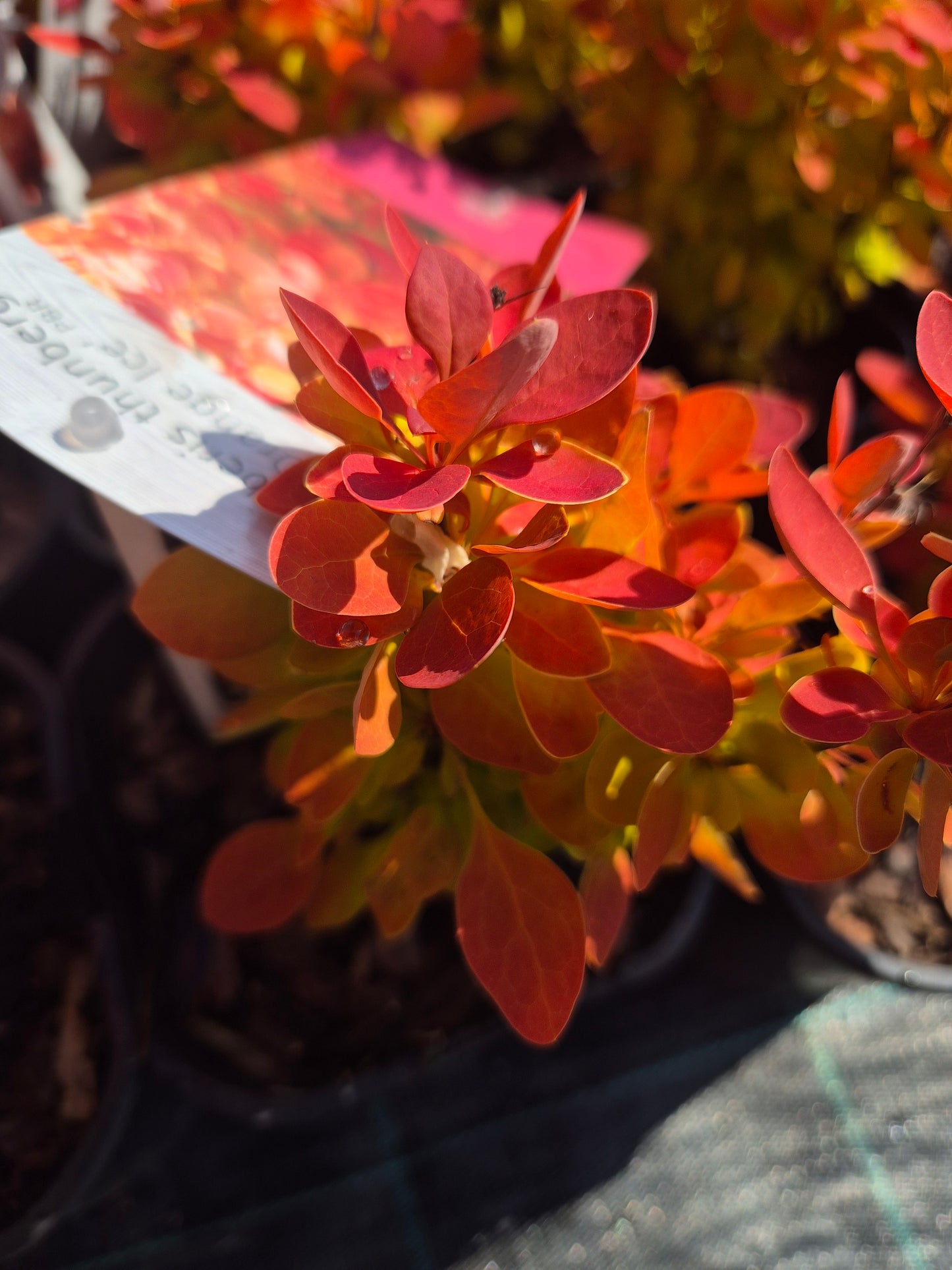Berberys Orange Ice