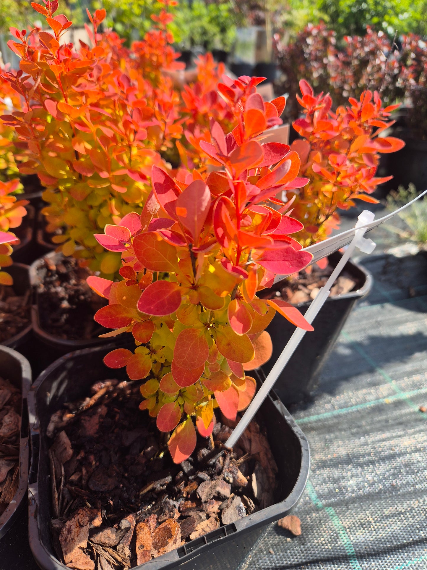 Berberys Orange Ice