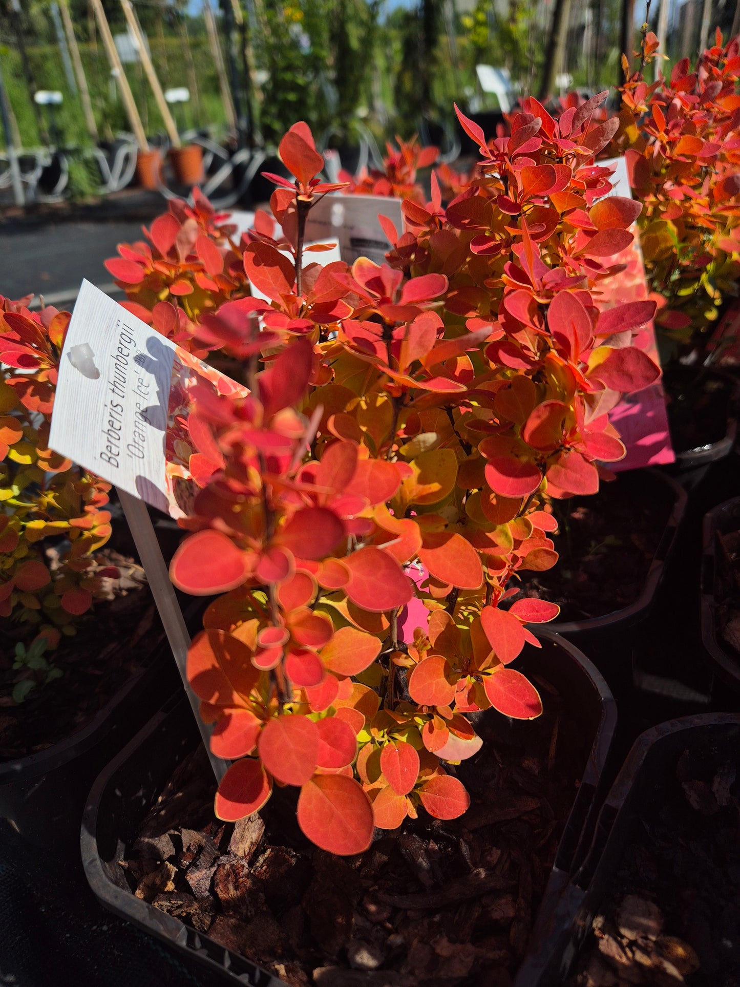 Berberys Orange Ice