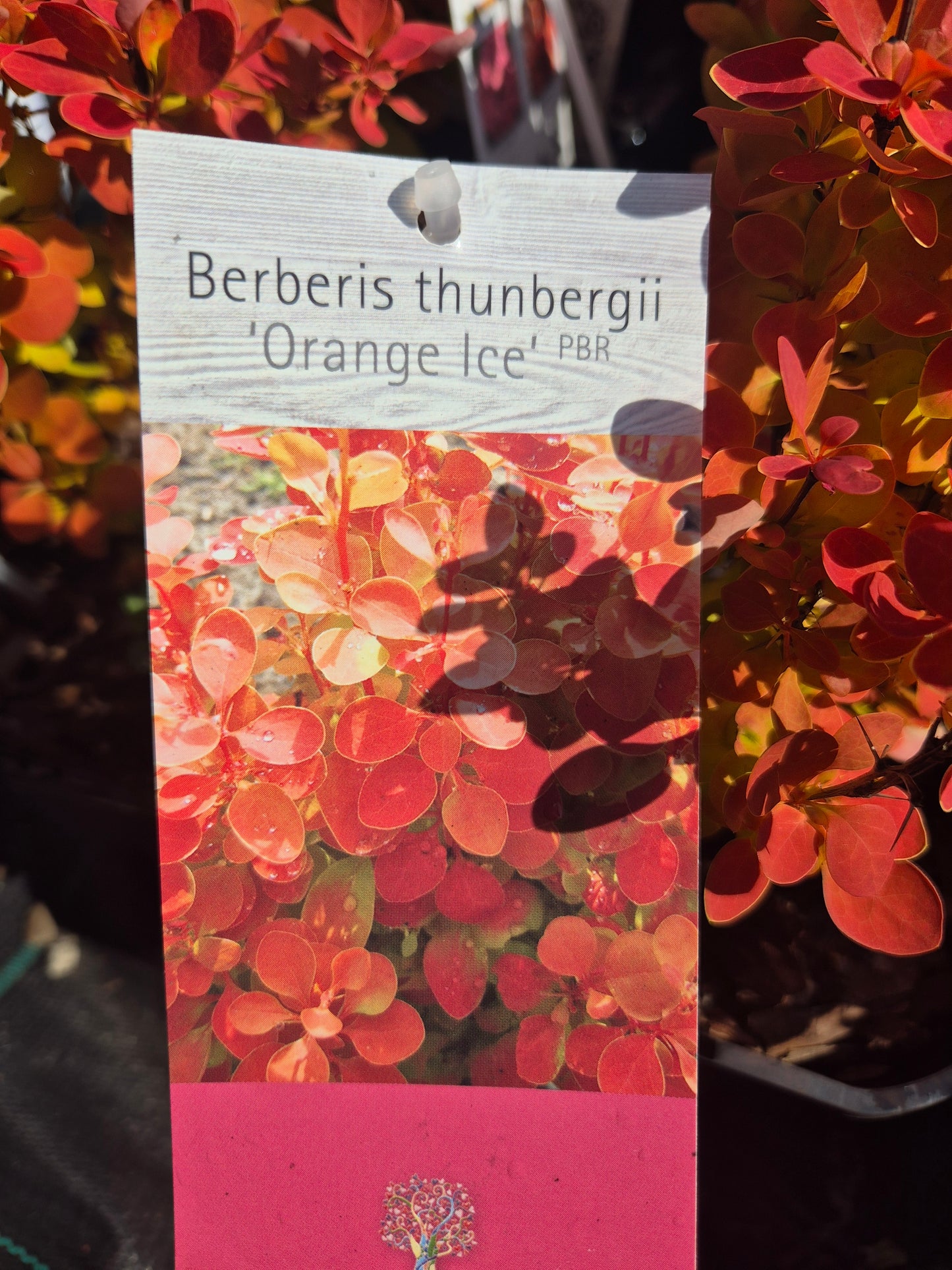 Berberys Orange Ice