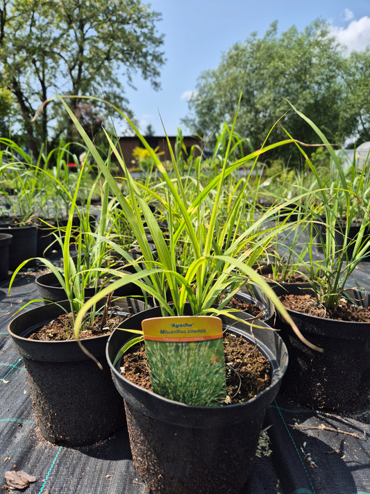 Miskant chiński Apache