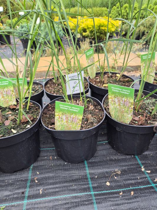 Miskant chiński "Kleine Fontane"