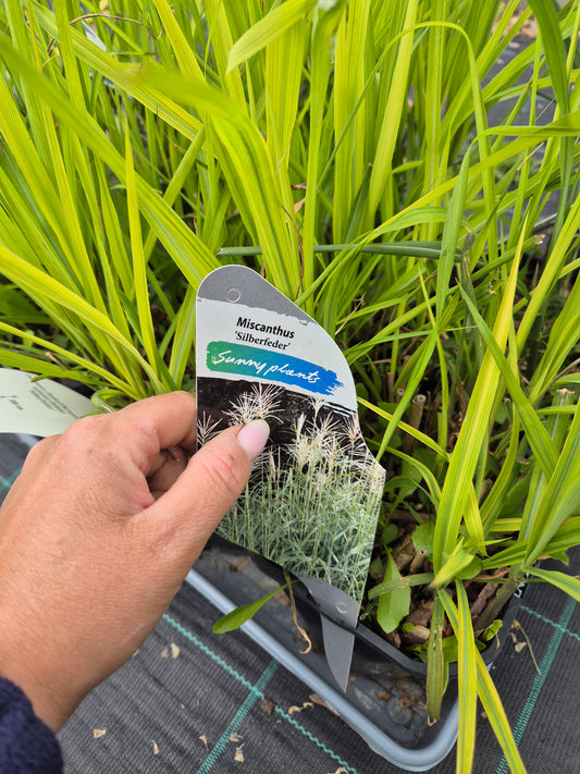 Miskant chiński Silberfeder