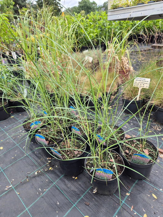 Miskant chiński Krater