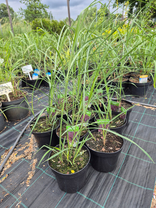 Miskant chiński Rotfeder