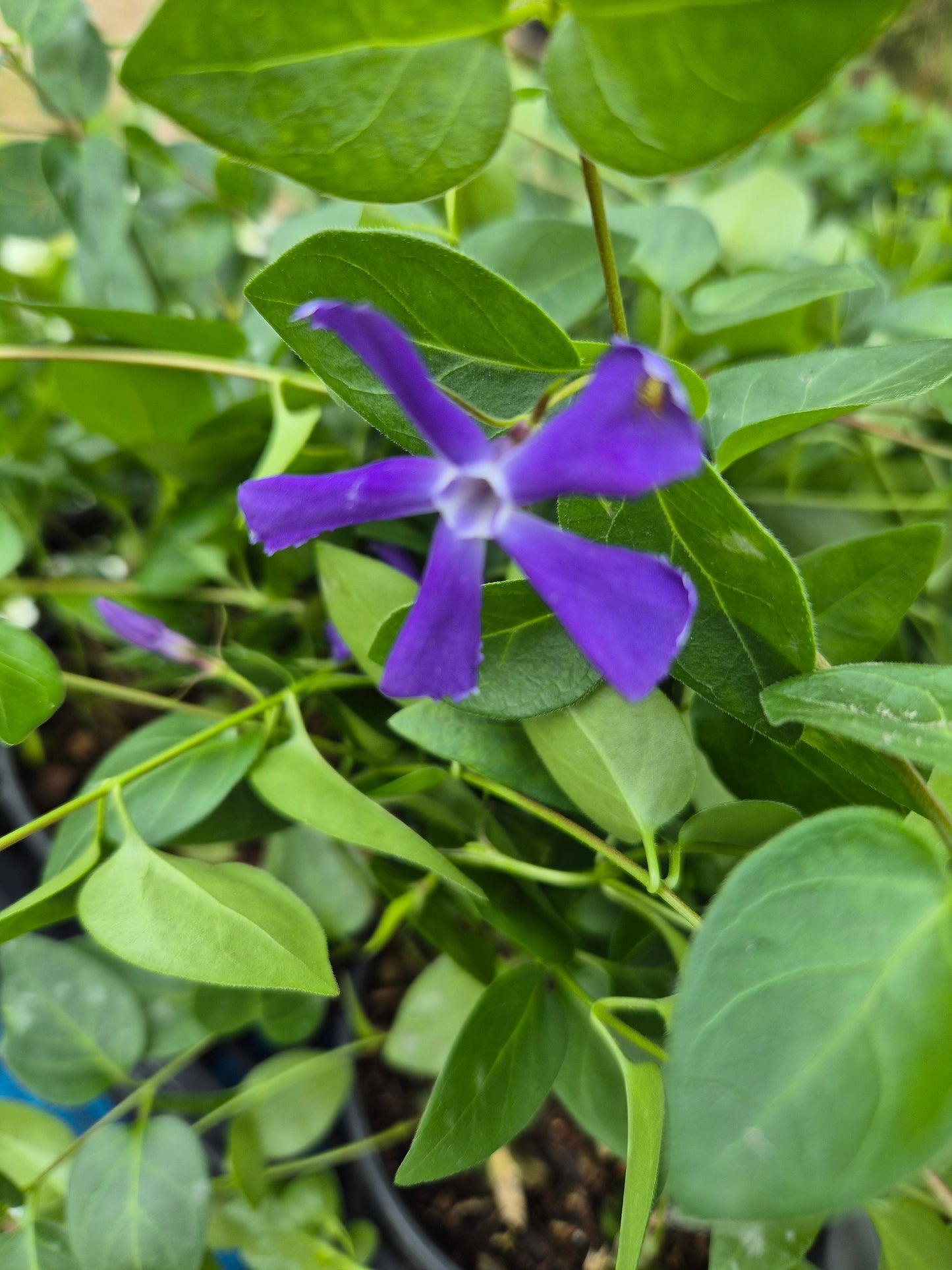 Barwinek pospolity Vinca minor