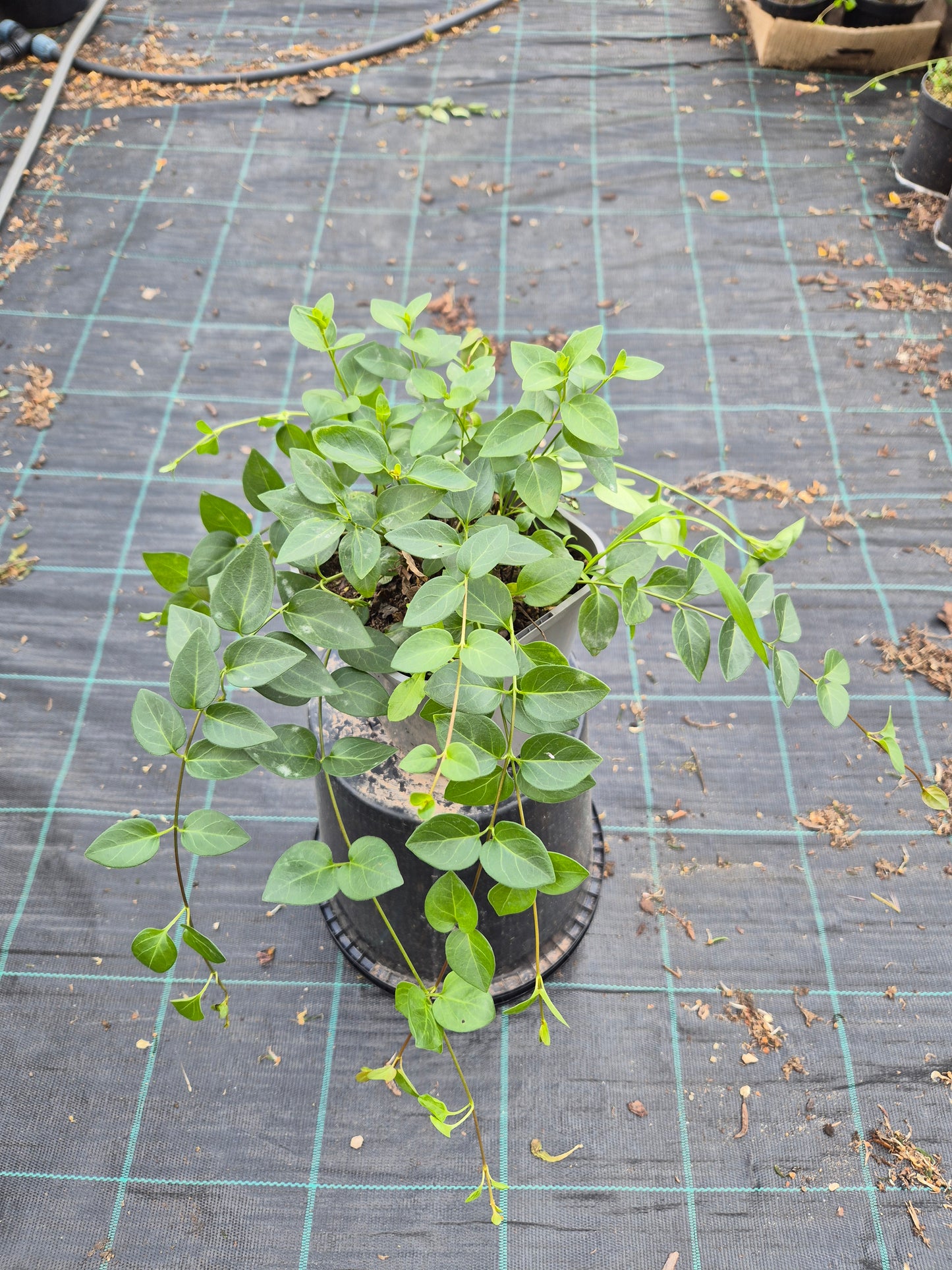 Barwinek pospolity Vinca minor