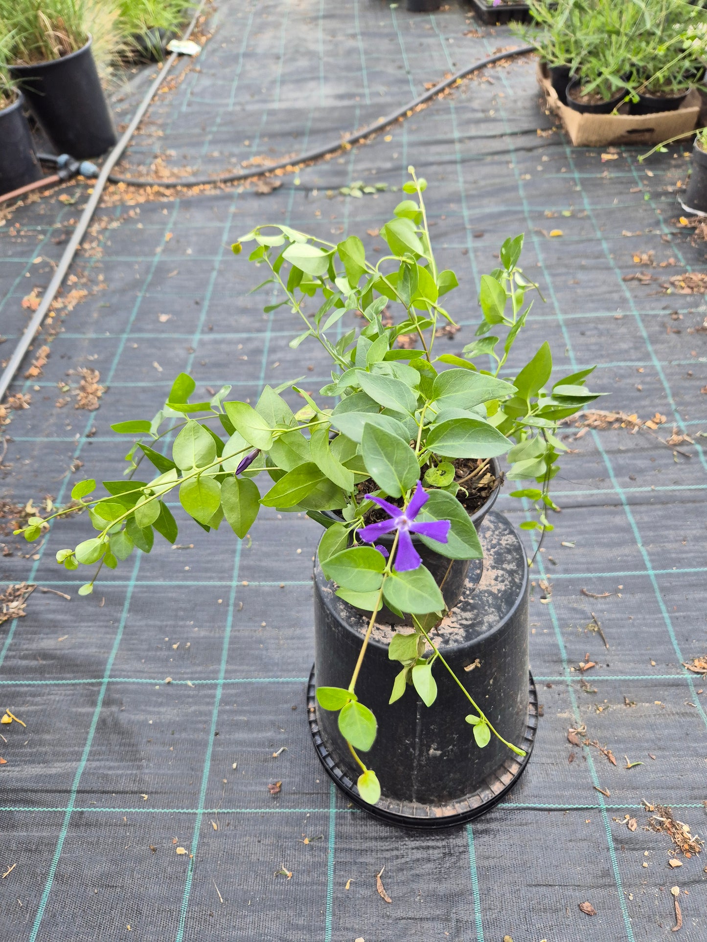 Barwinek pospolity Vinca minor