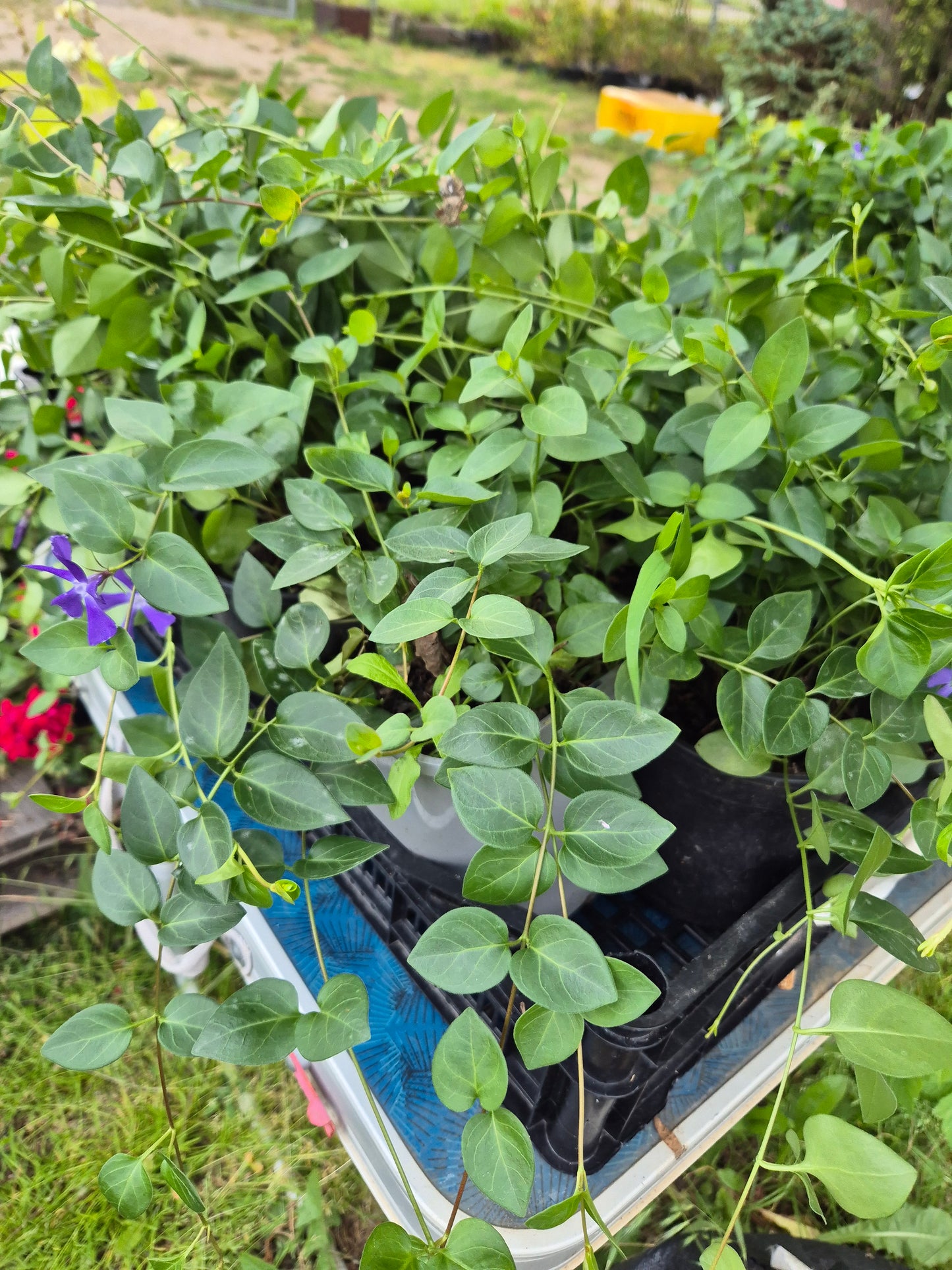 Barwinek pospolity Vinca minor