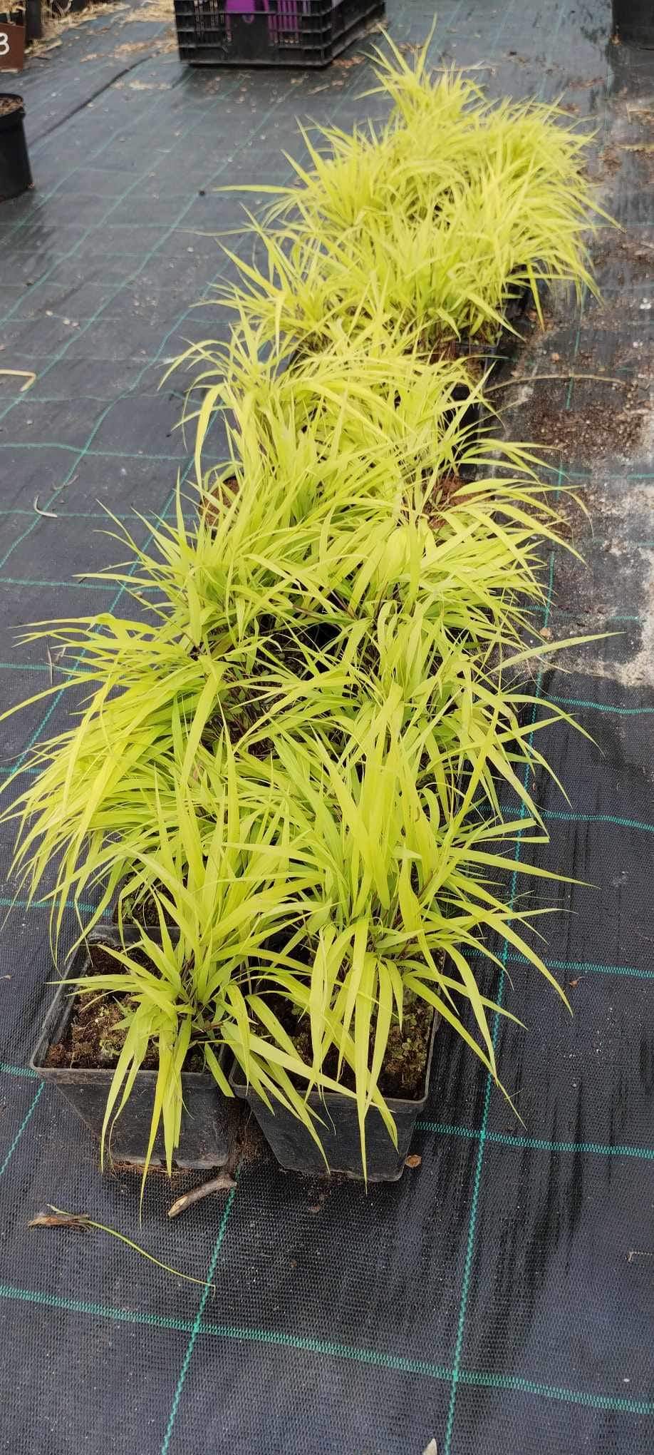 Hakonechloa All Gold