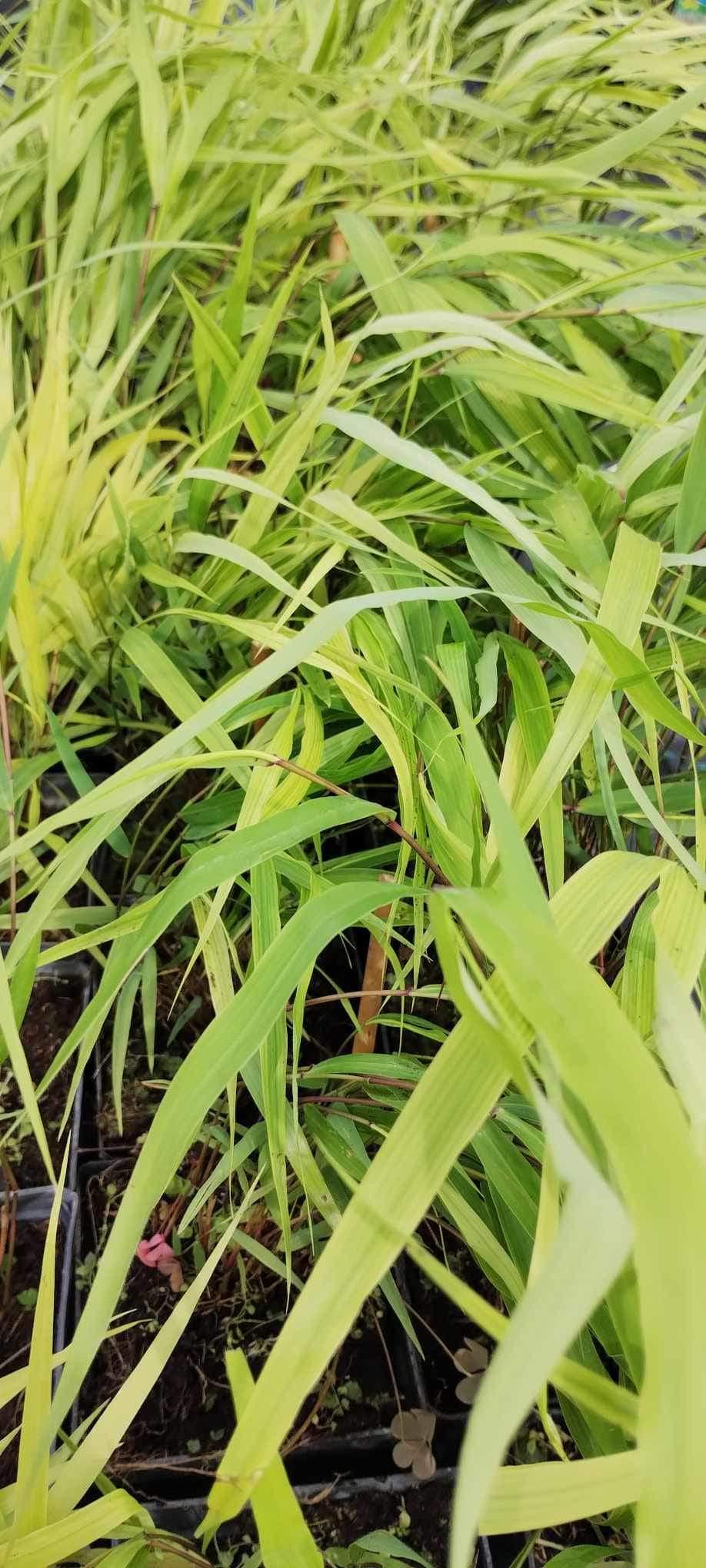 Hakonechloa Greenhills p9