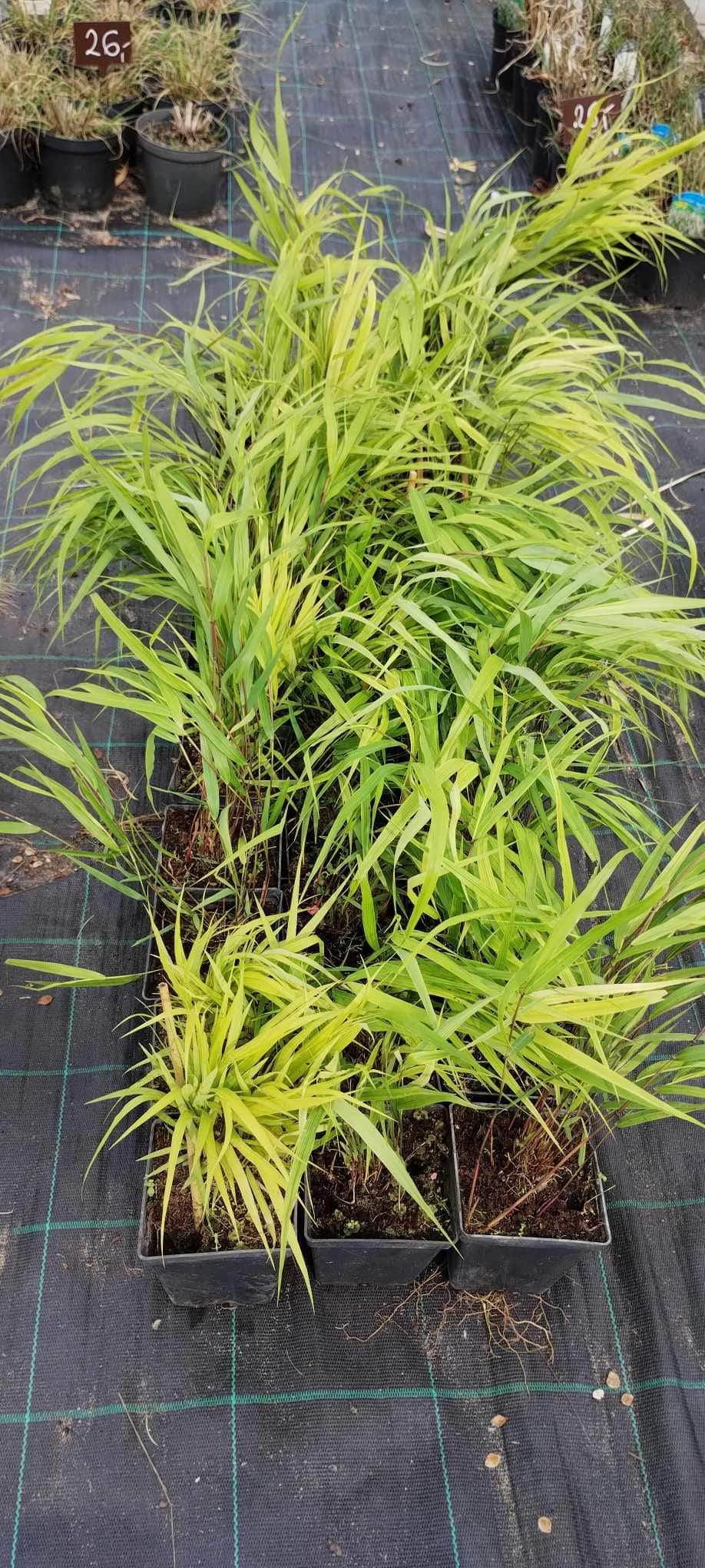 Hakonechloa Greenhills p9