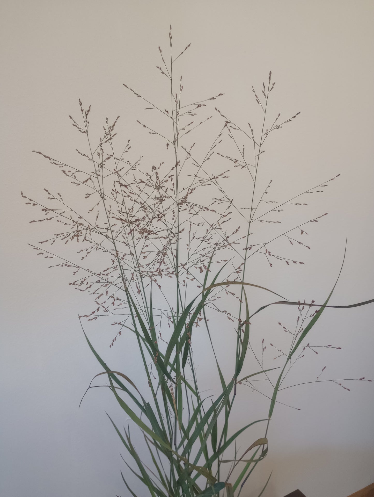 Proso rózgowate (Panicum virgatum) "HEAVY METAL"