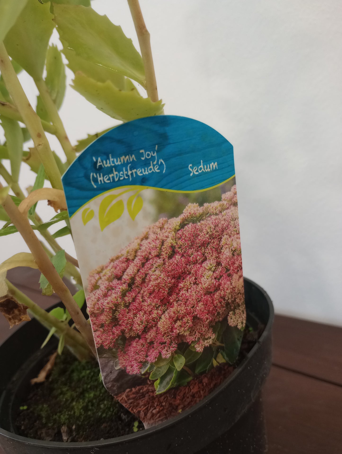Rozchodnik karpacki (Sedum) (Herbstfreude) "Autumn Joy"