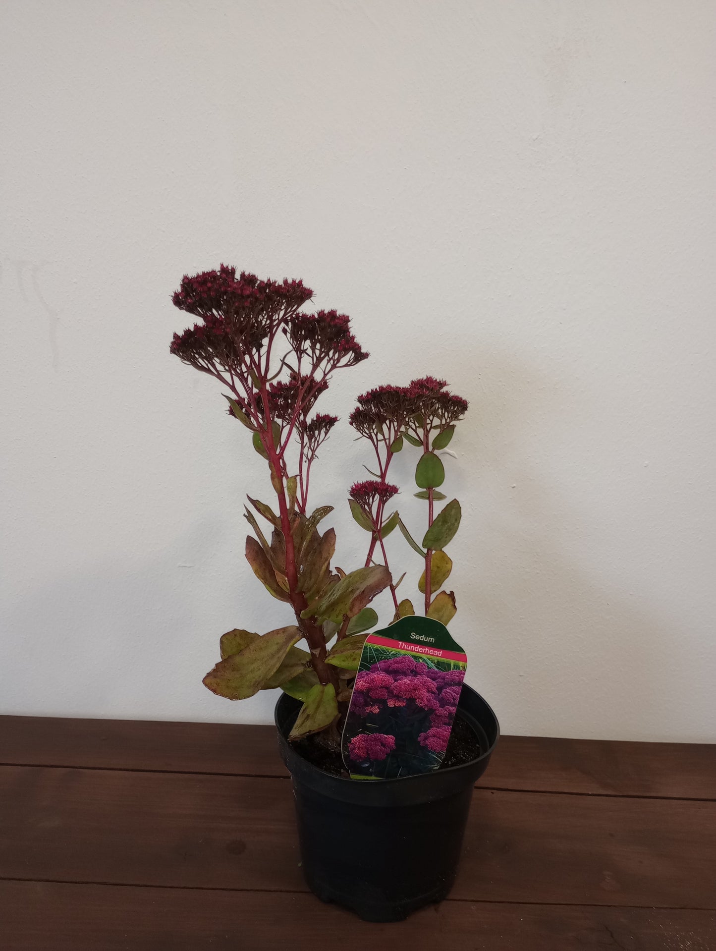 Rozchodnik Sedum "Thunderhead"