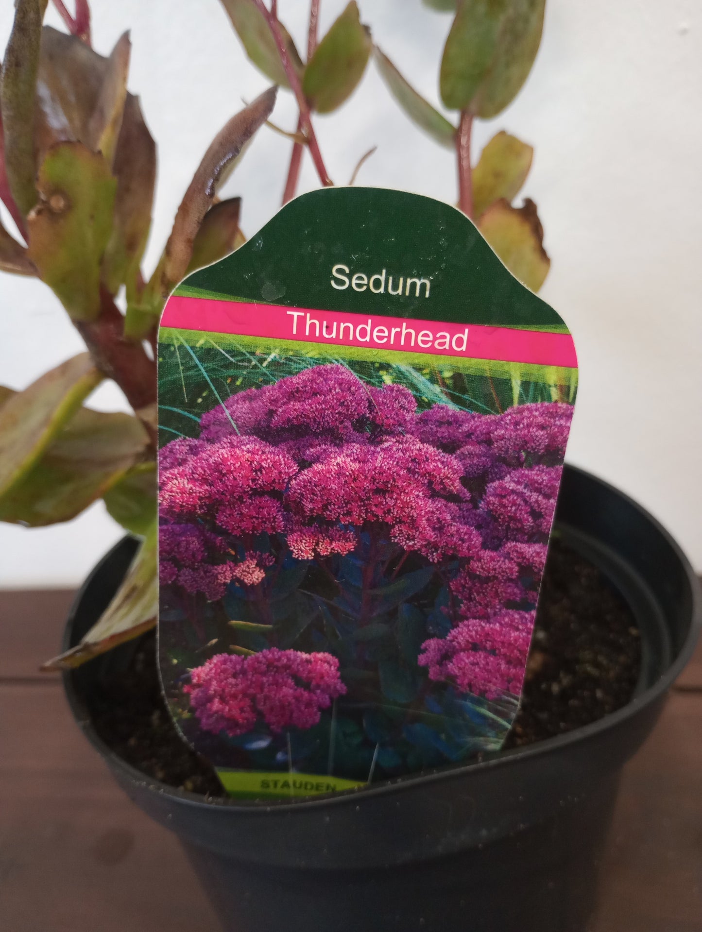 Rozchodnik Sedum "Thunderhead"