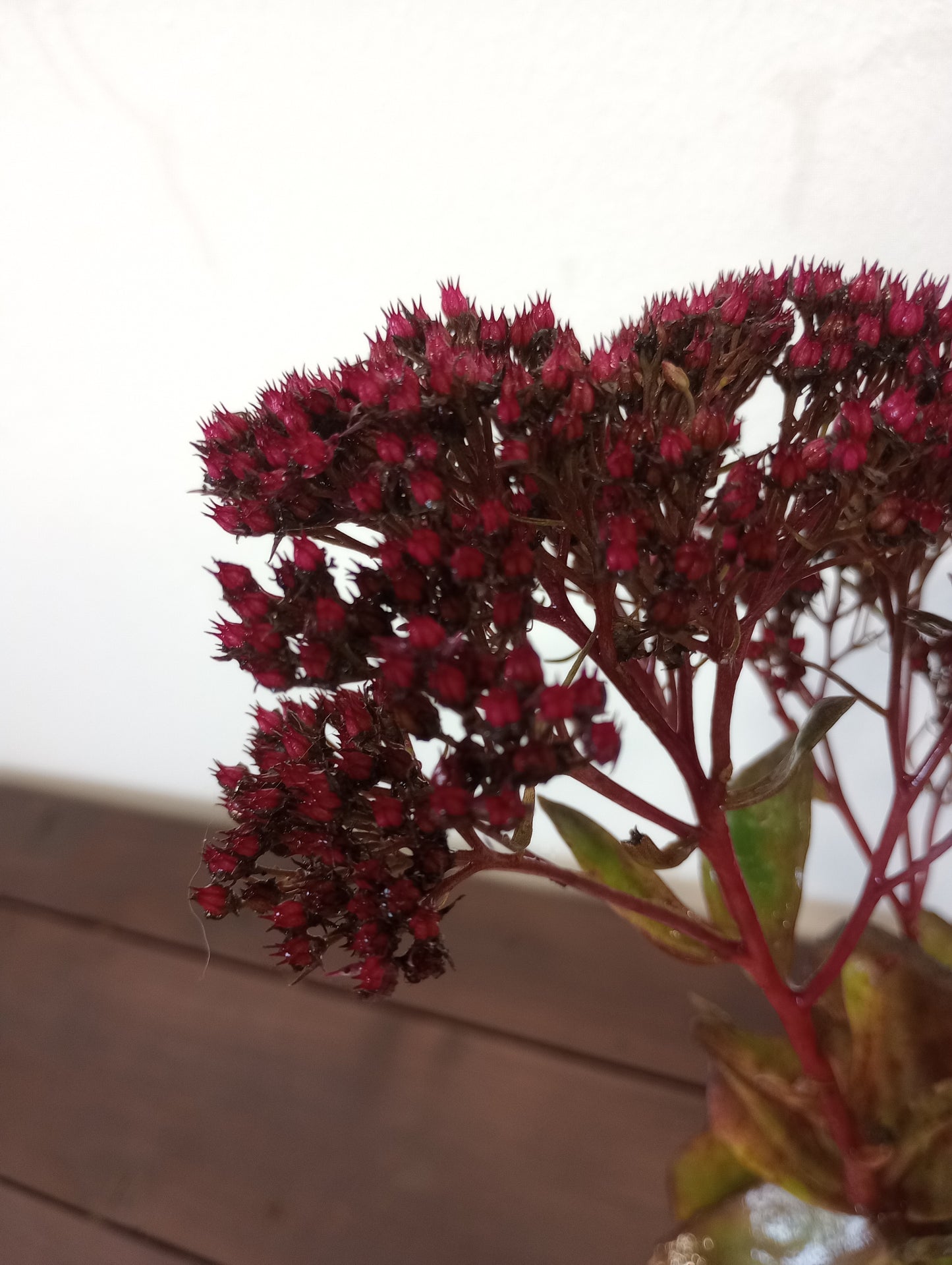 Rozchodnik Sedum "Thunderhead"