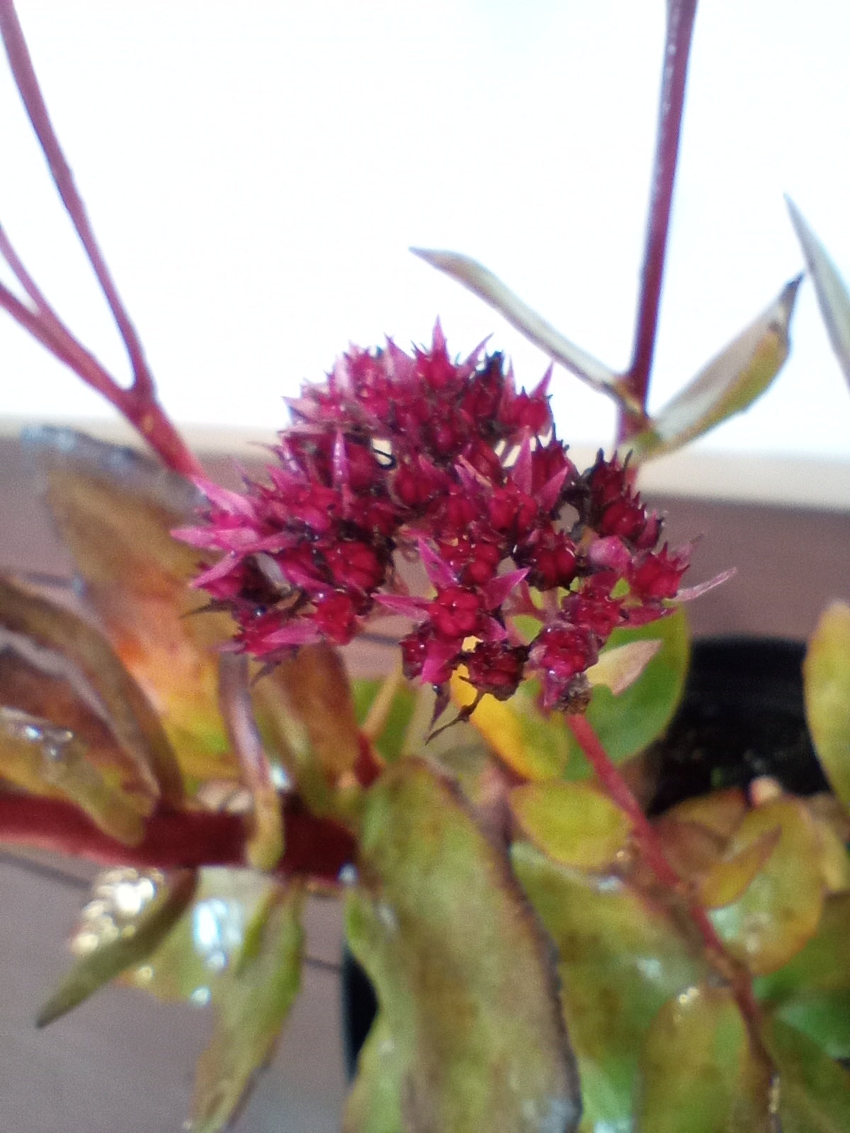 Rozchodnik Sedum "Thunderhead"