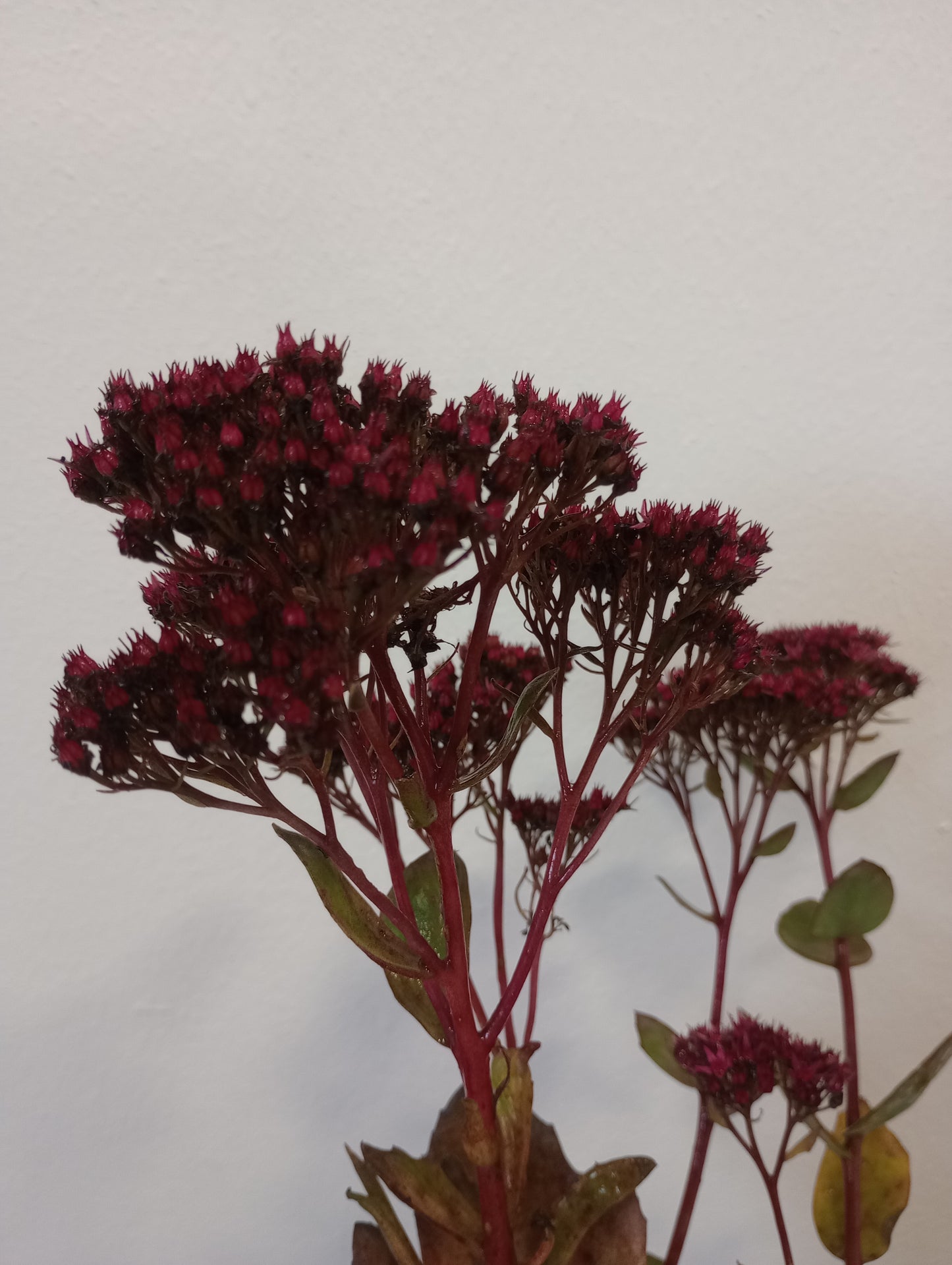Rozchodnik Sedum "Thunderhead"