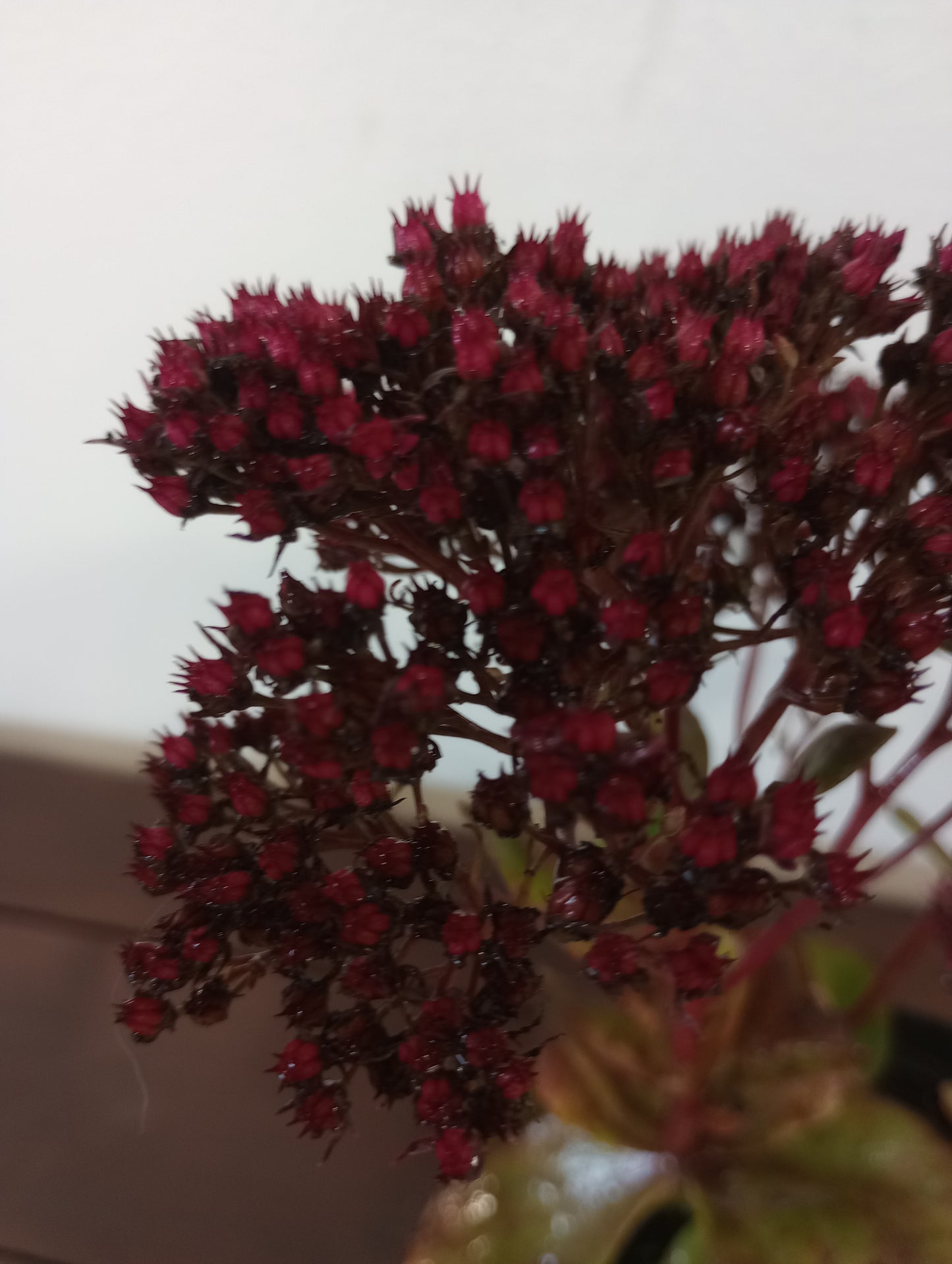 Rozchodnik Sedum "Thunderhead"