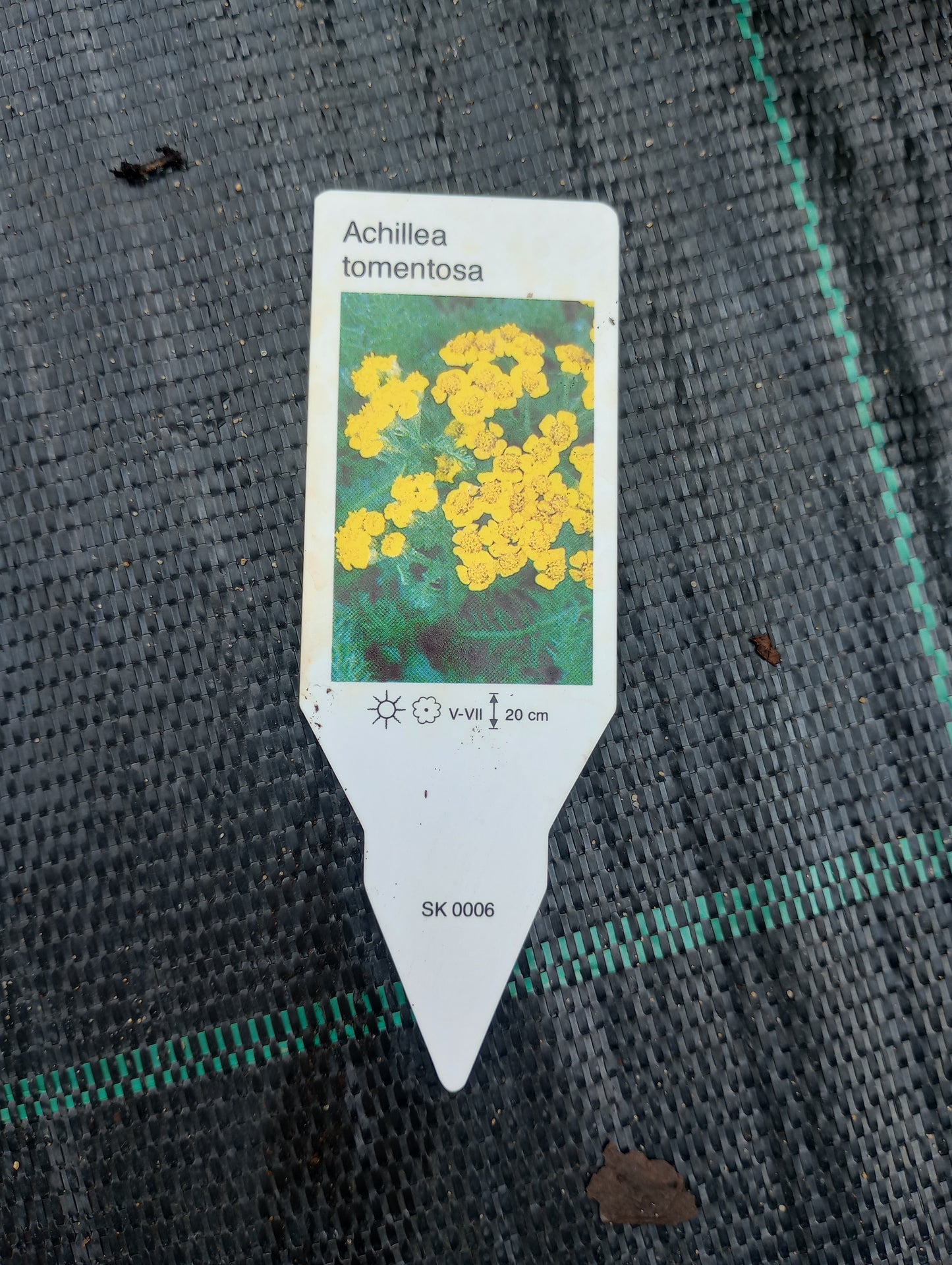 Krwawnik wełnisty (Achillea tomentosa L.)