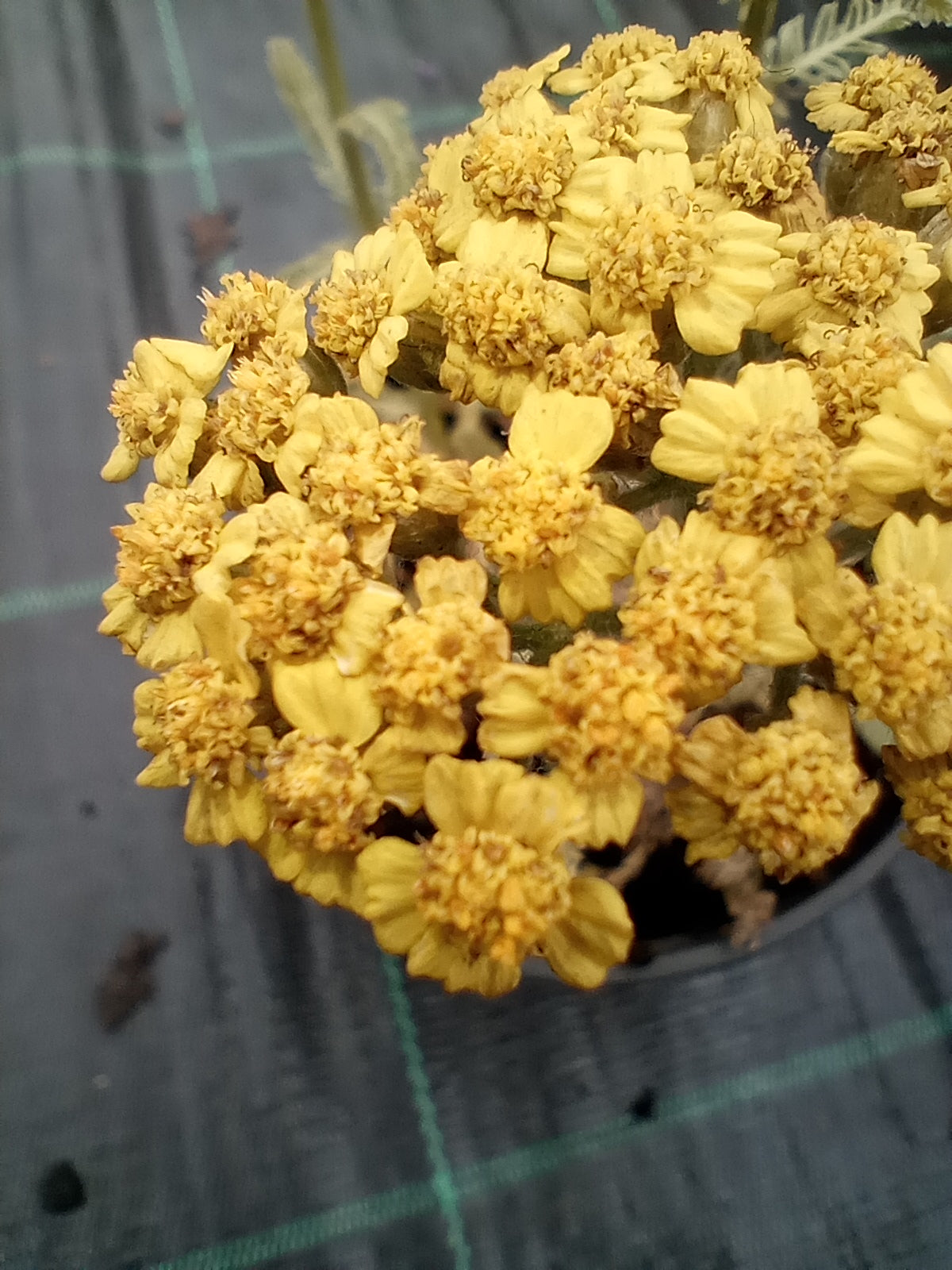 Krwawnik wełnisty (Achillea tomentosa L.)