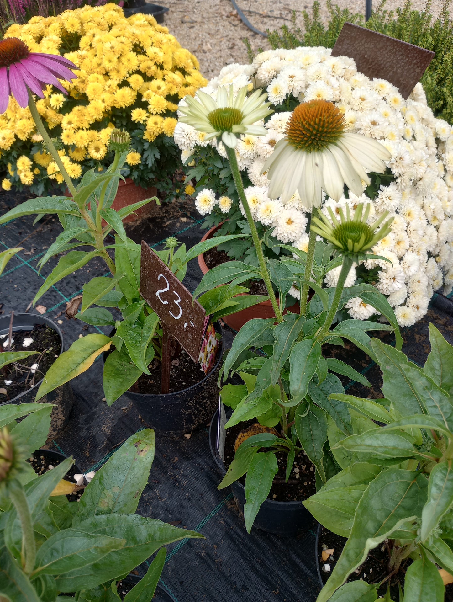 Jeżówka purpurowa Prairie Blaze Mix