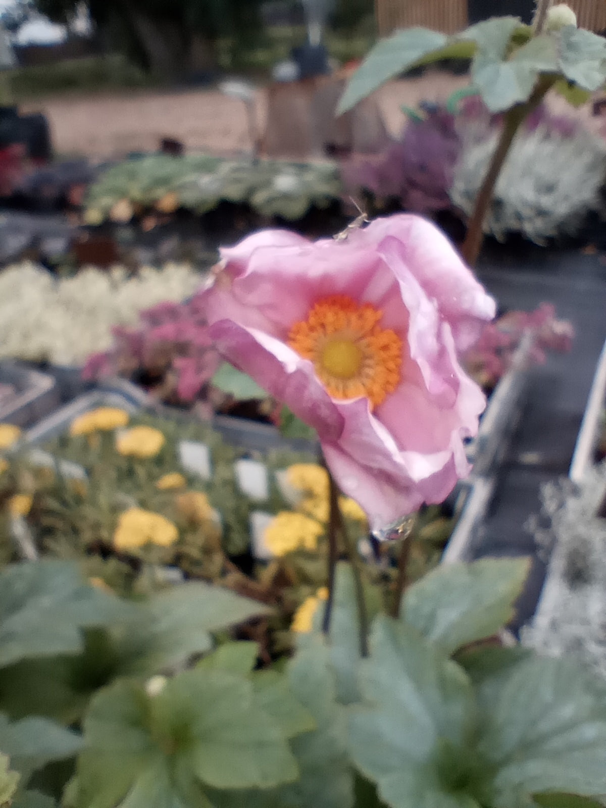 Zawilec (Anemone) "Lorelei"