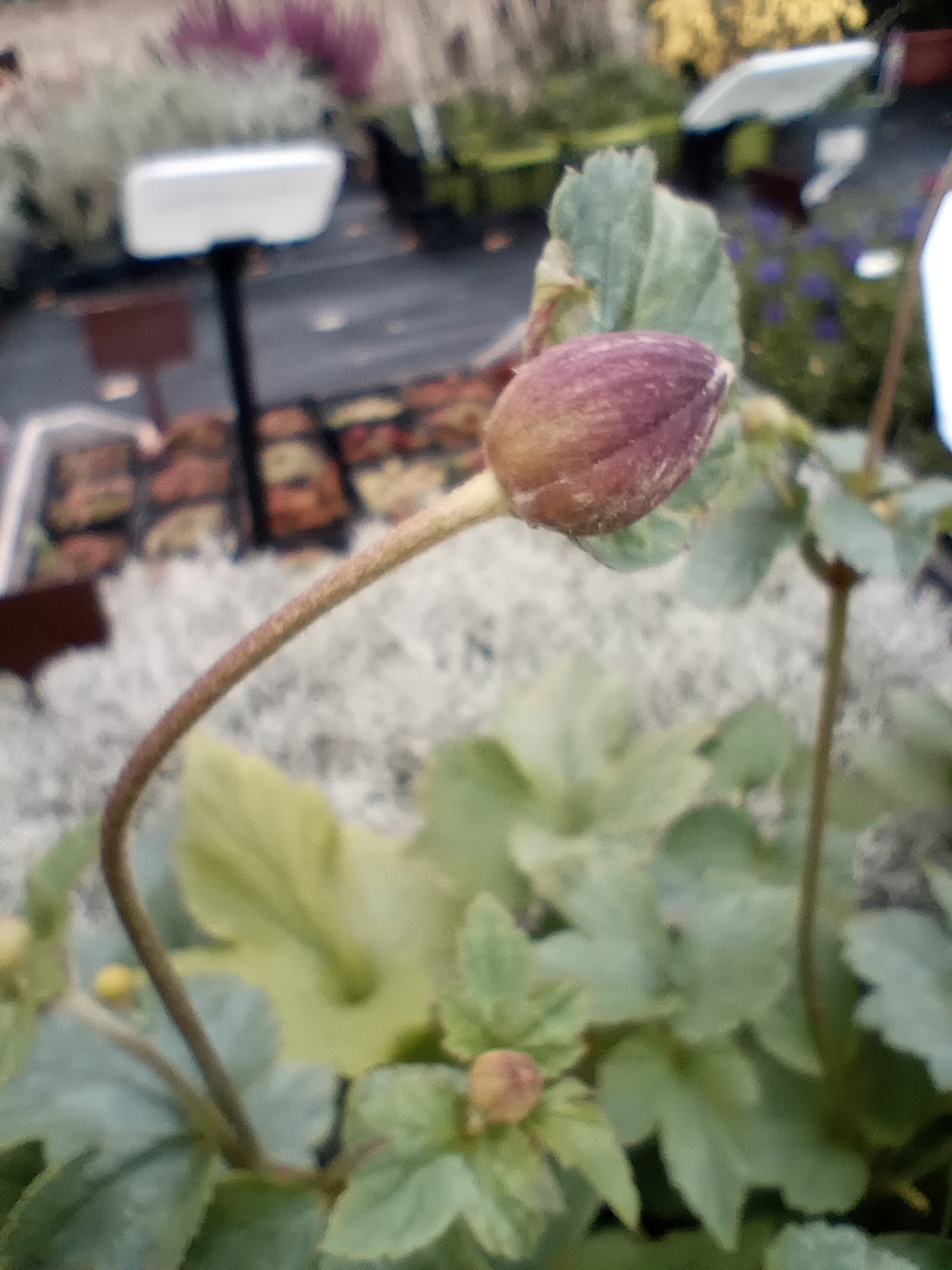 Zawilec (Anemone) "Lorelei"