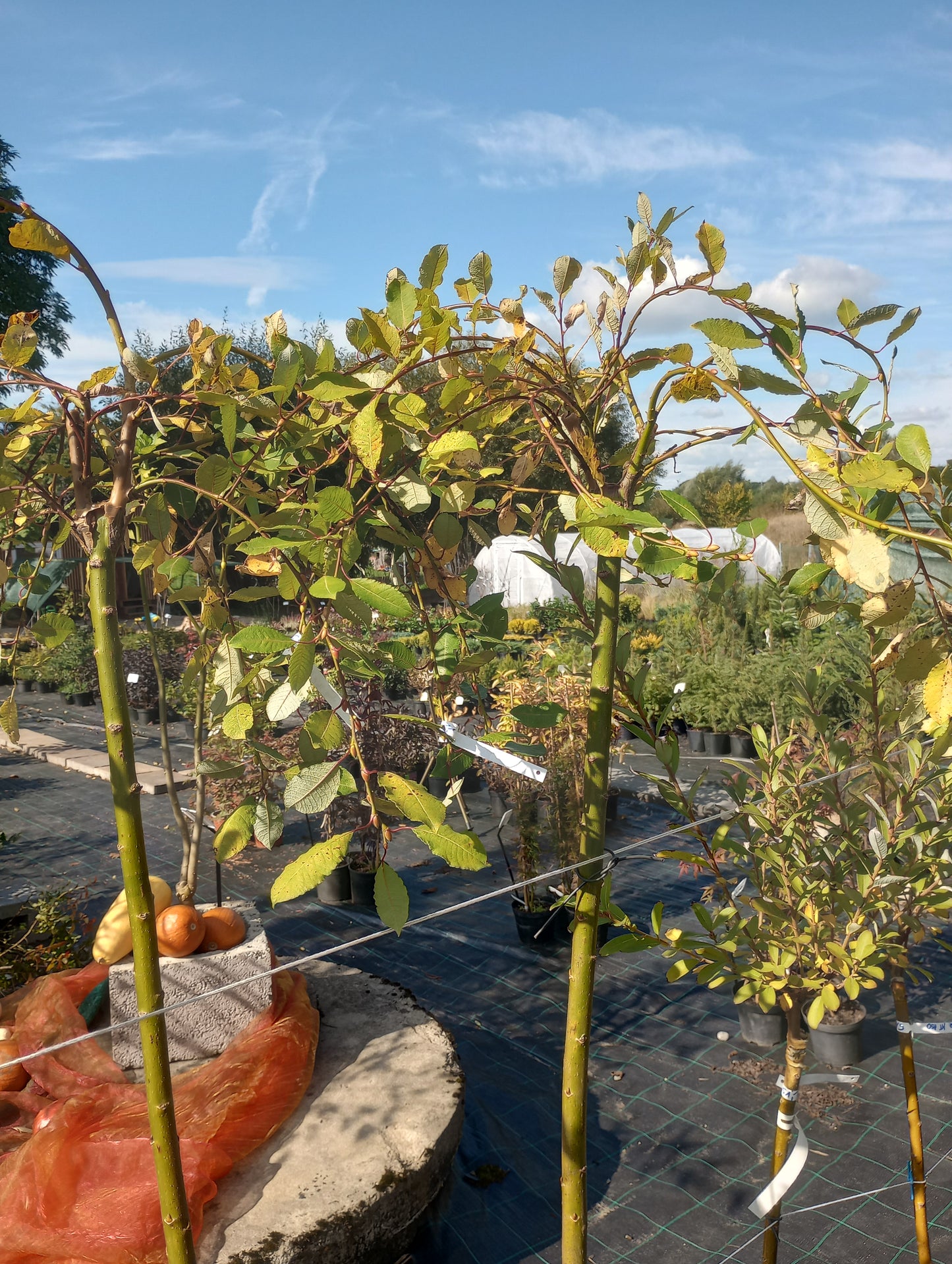 Wierzba Iwa "Kilmemock" (c.Pendula)
