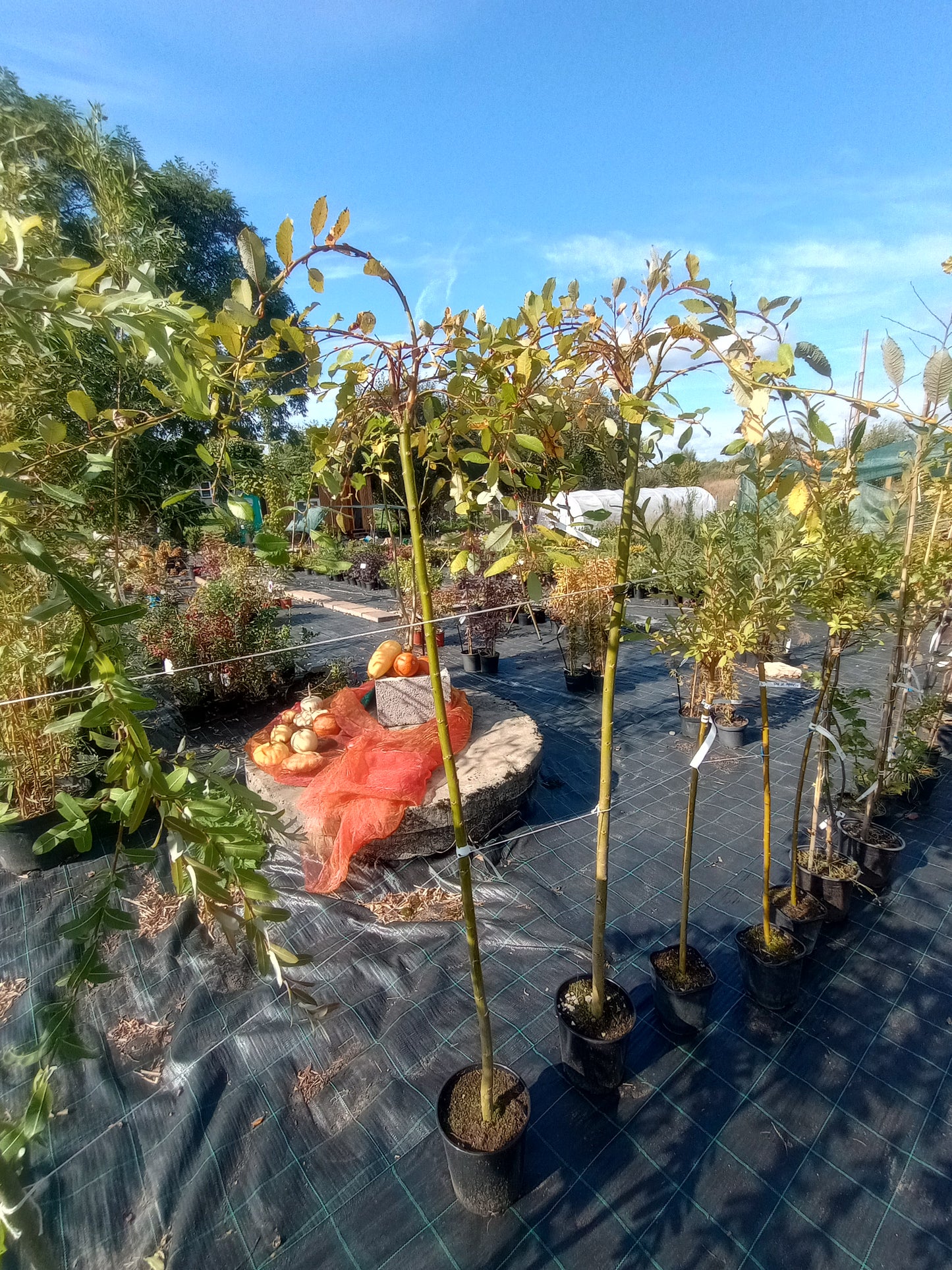 Wierzba Iwa "Kilmemock" (c.Pendula)
