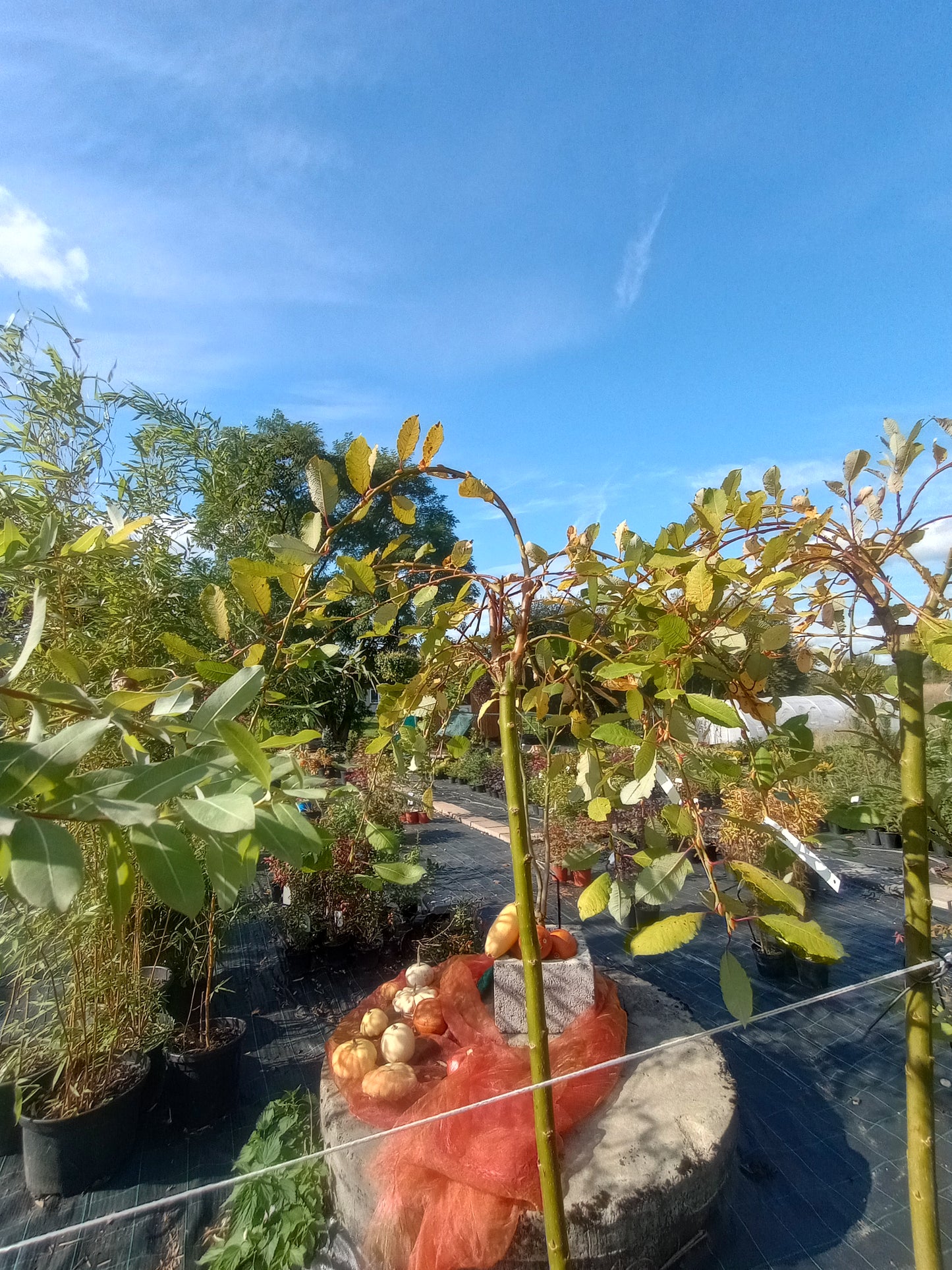 Wierzba Iwa "Kilmemock" (c.Pendula)