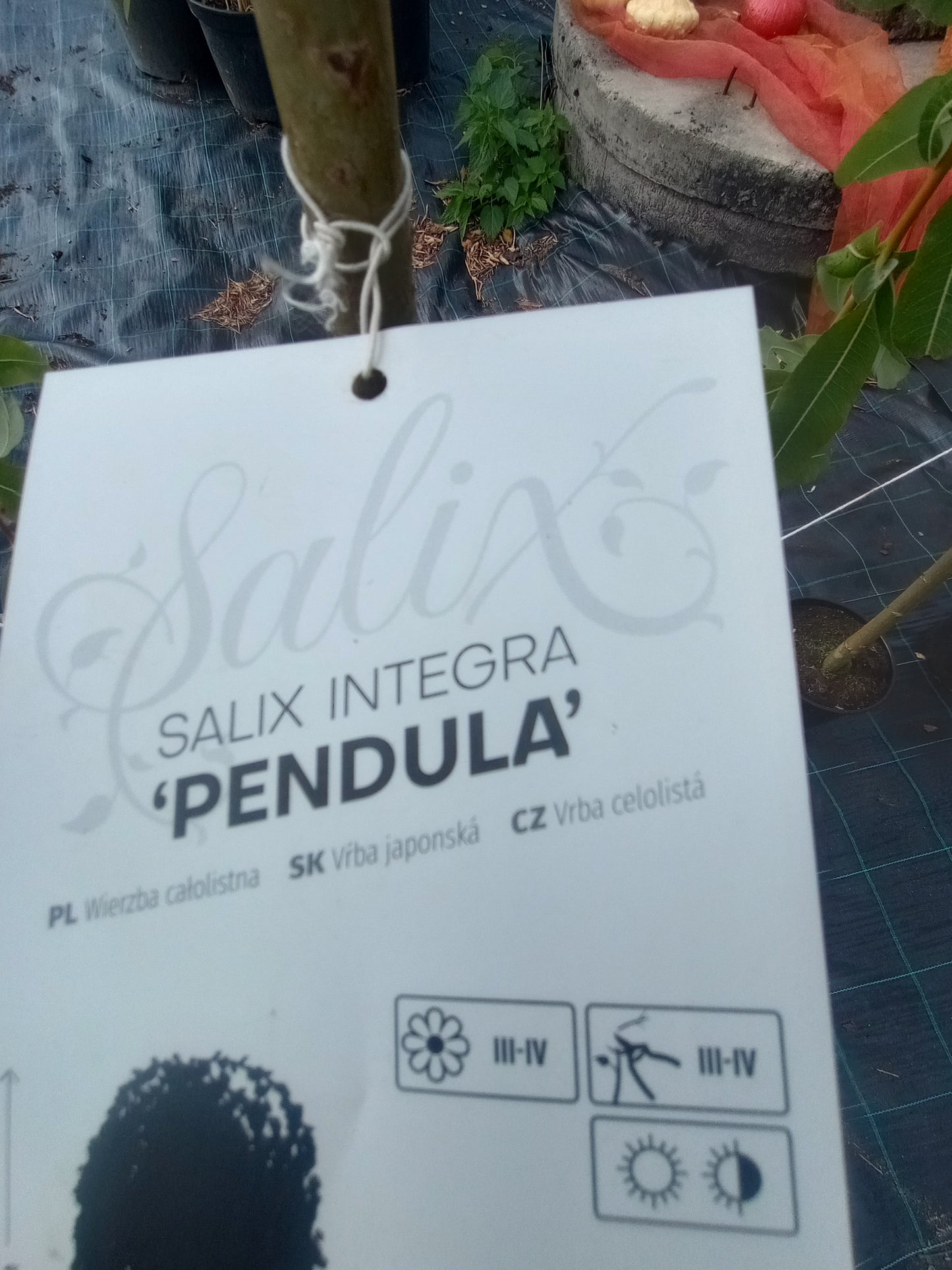 Wierzba Integra Pendula