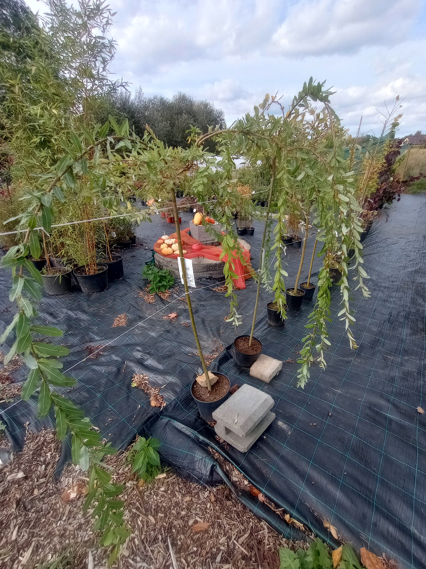 Wierzba Integra Pendula