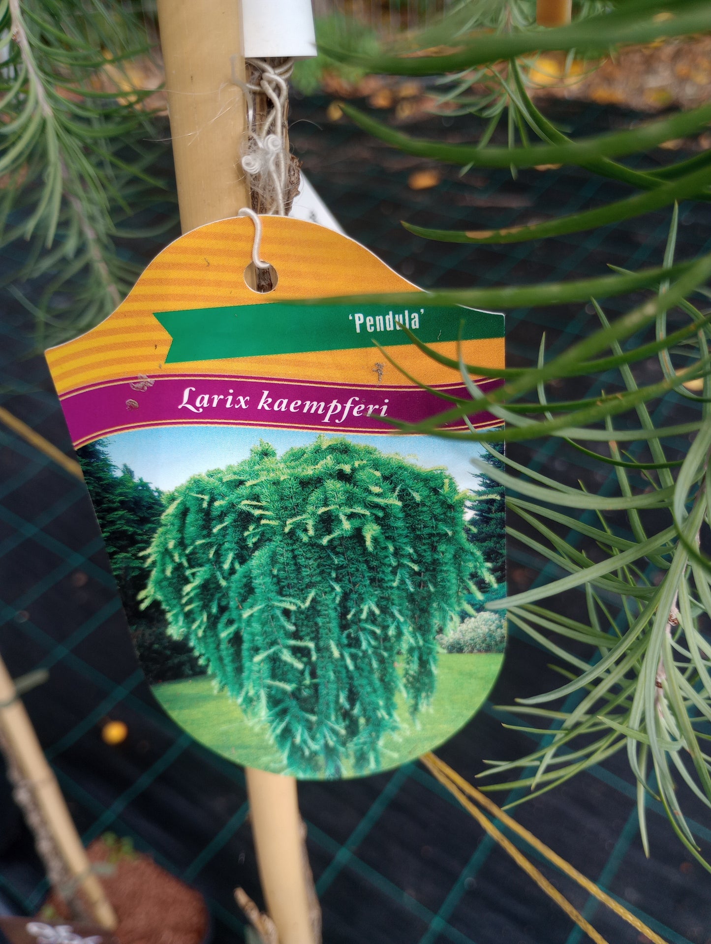 Modrzew japoński "Pendula" Larix kaempferi "Pendula"