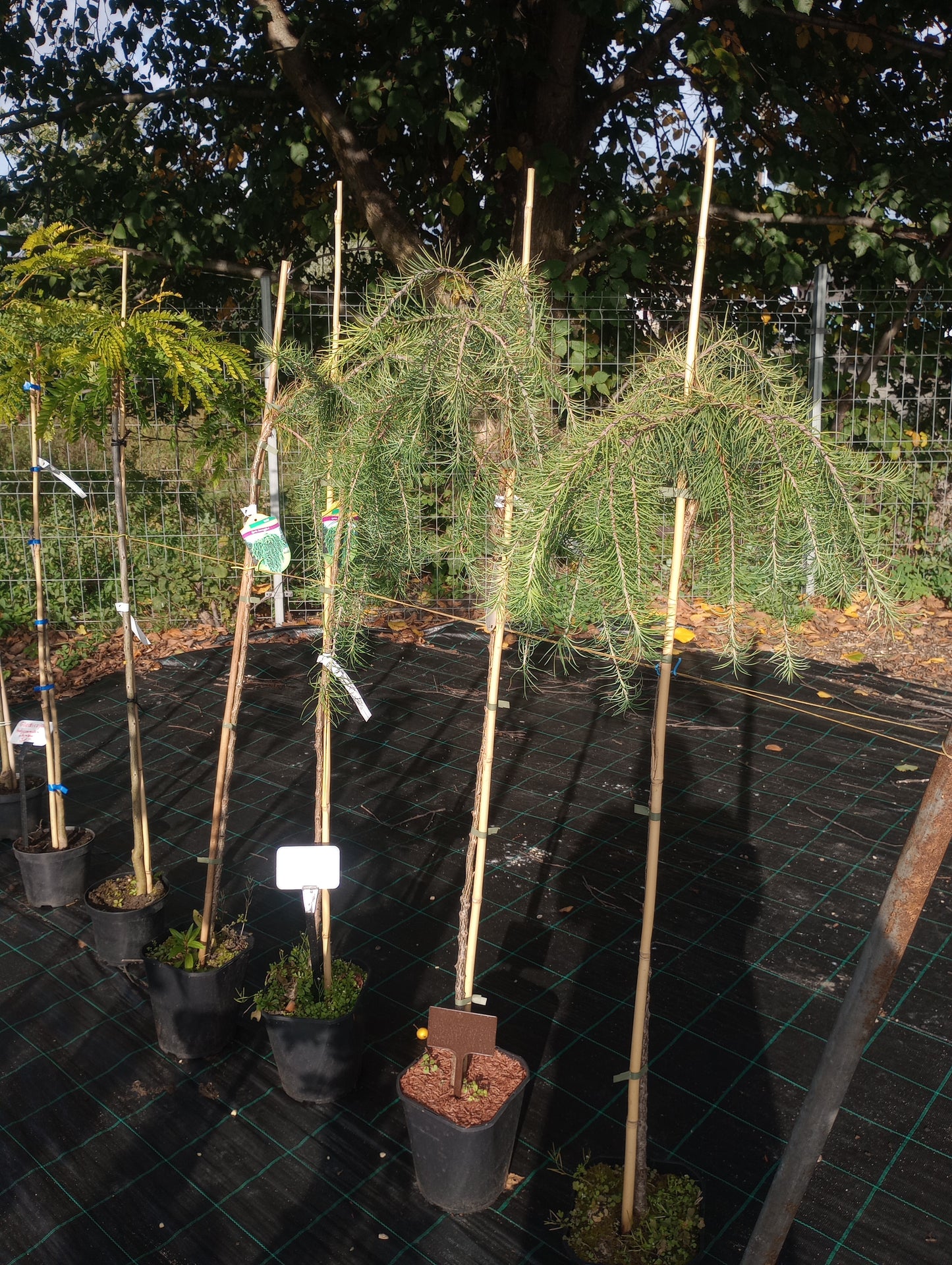 Modrzew japoński "Pendula" Larix kaempferi "Pendula"