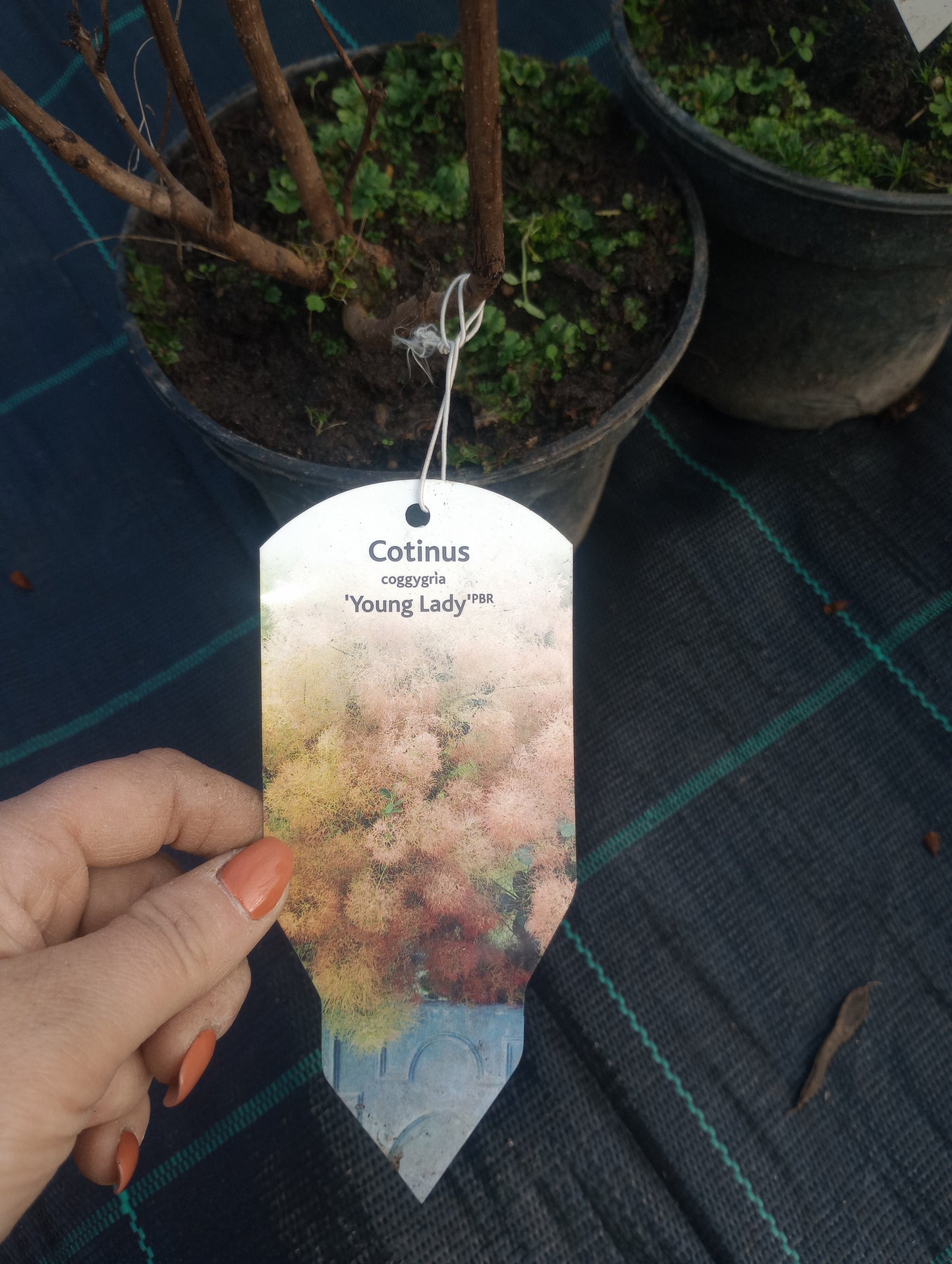 Perukowiec Cotinus Young Lady