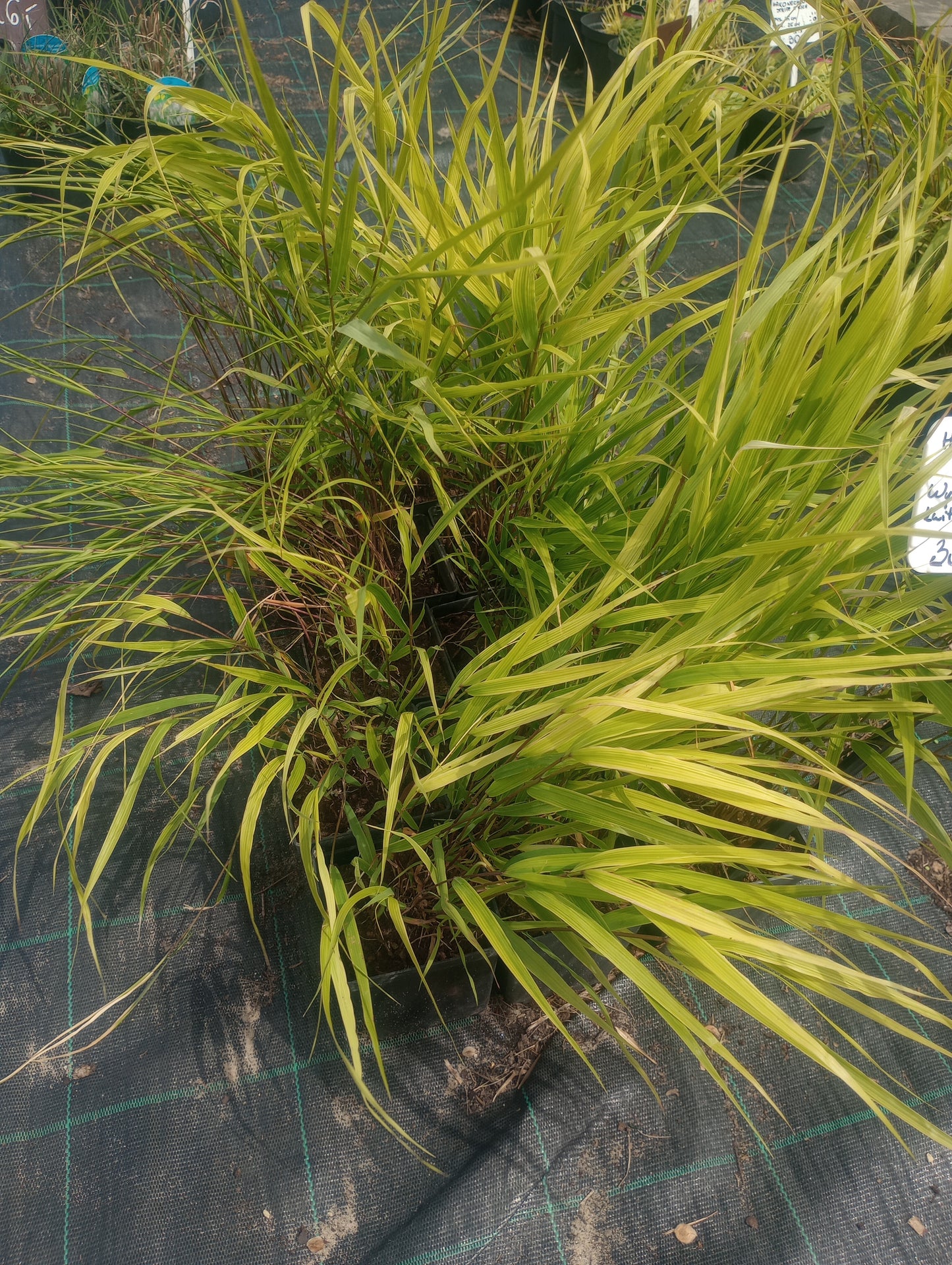 Hakonechloa Beni Kaze