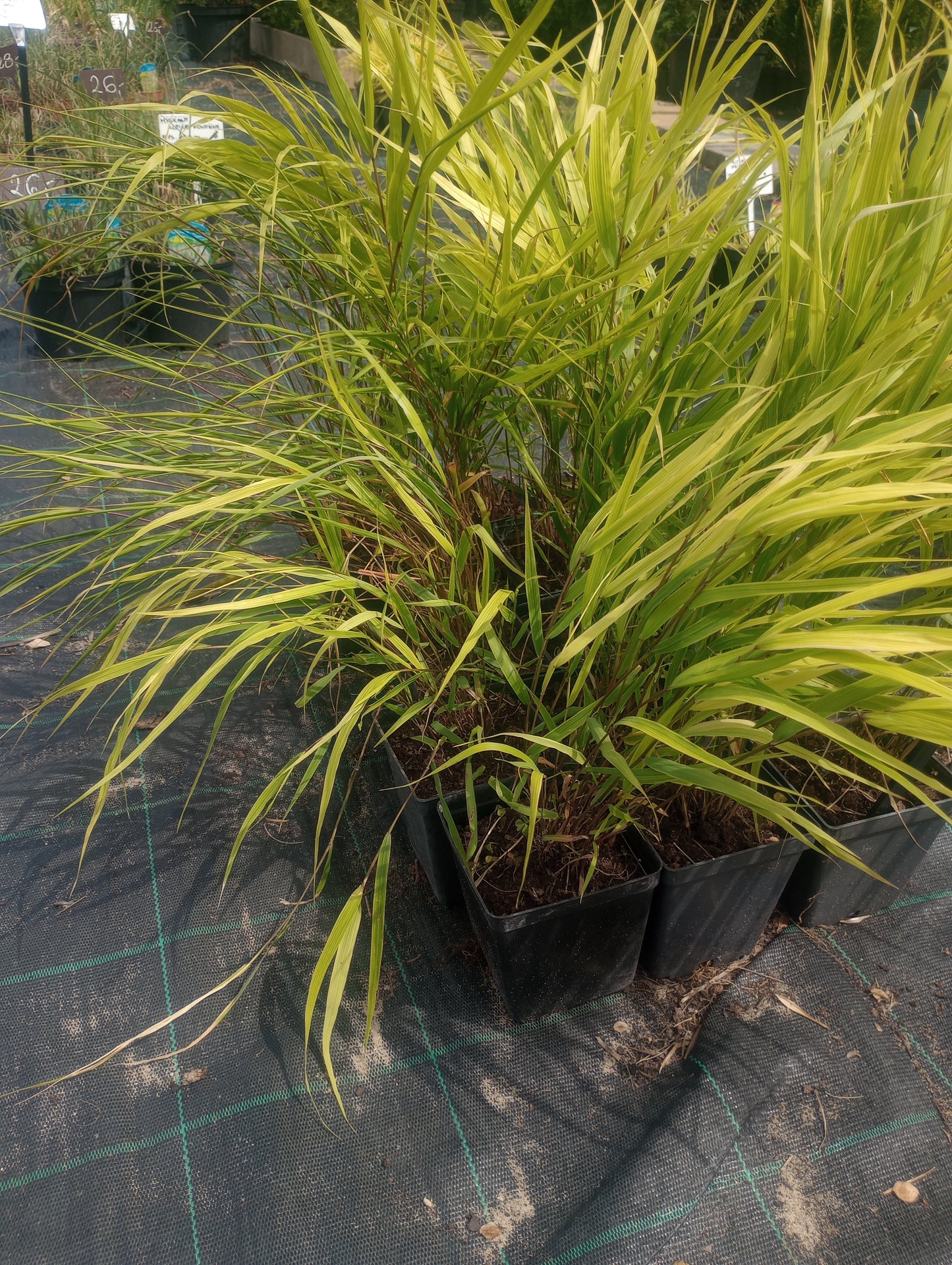 Hakonechloa Beni Kaze