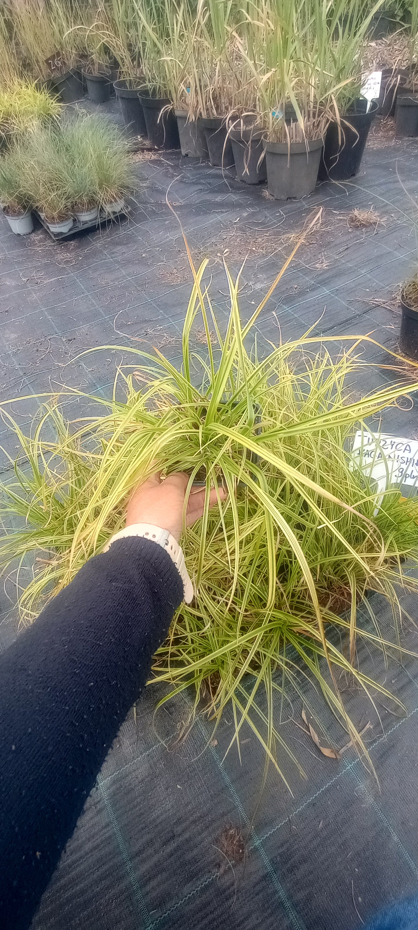 Turzyca 'Kaga Nishiki'