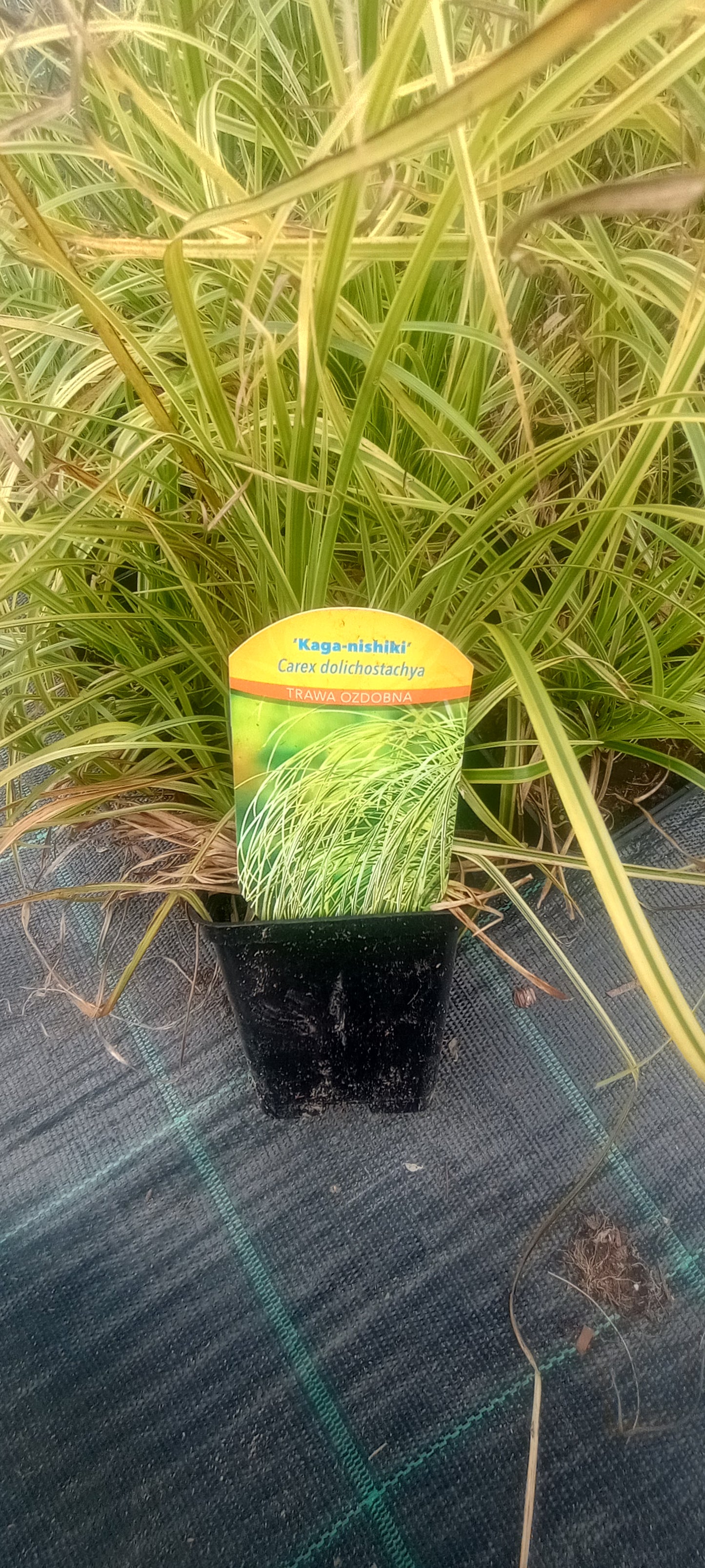 Turzyca 'Kaga Nishiki'