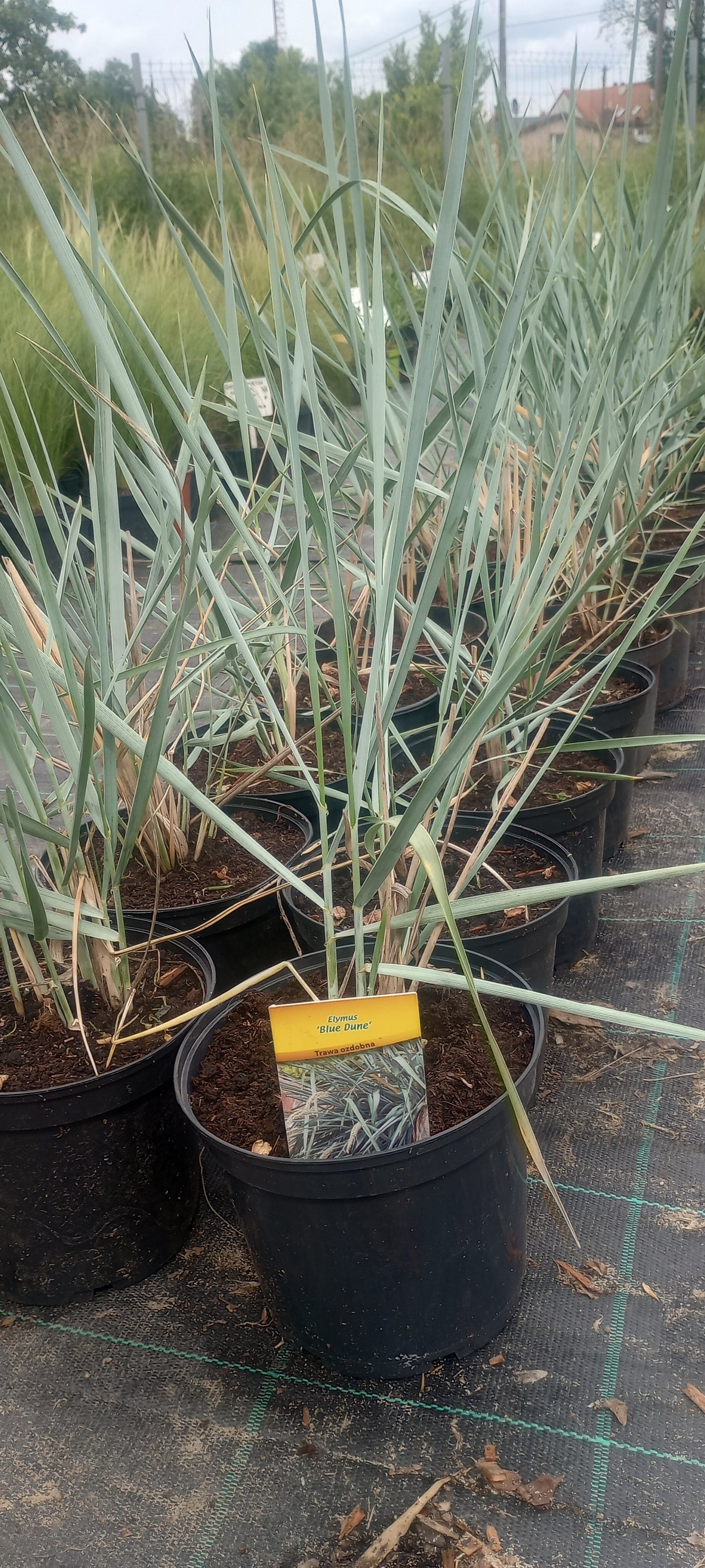 Wydmuchrzyca piaskowa 'Blue Dune'